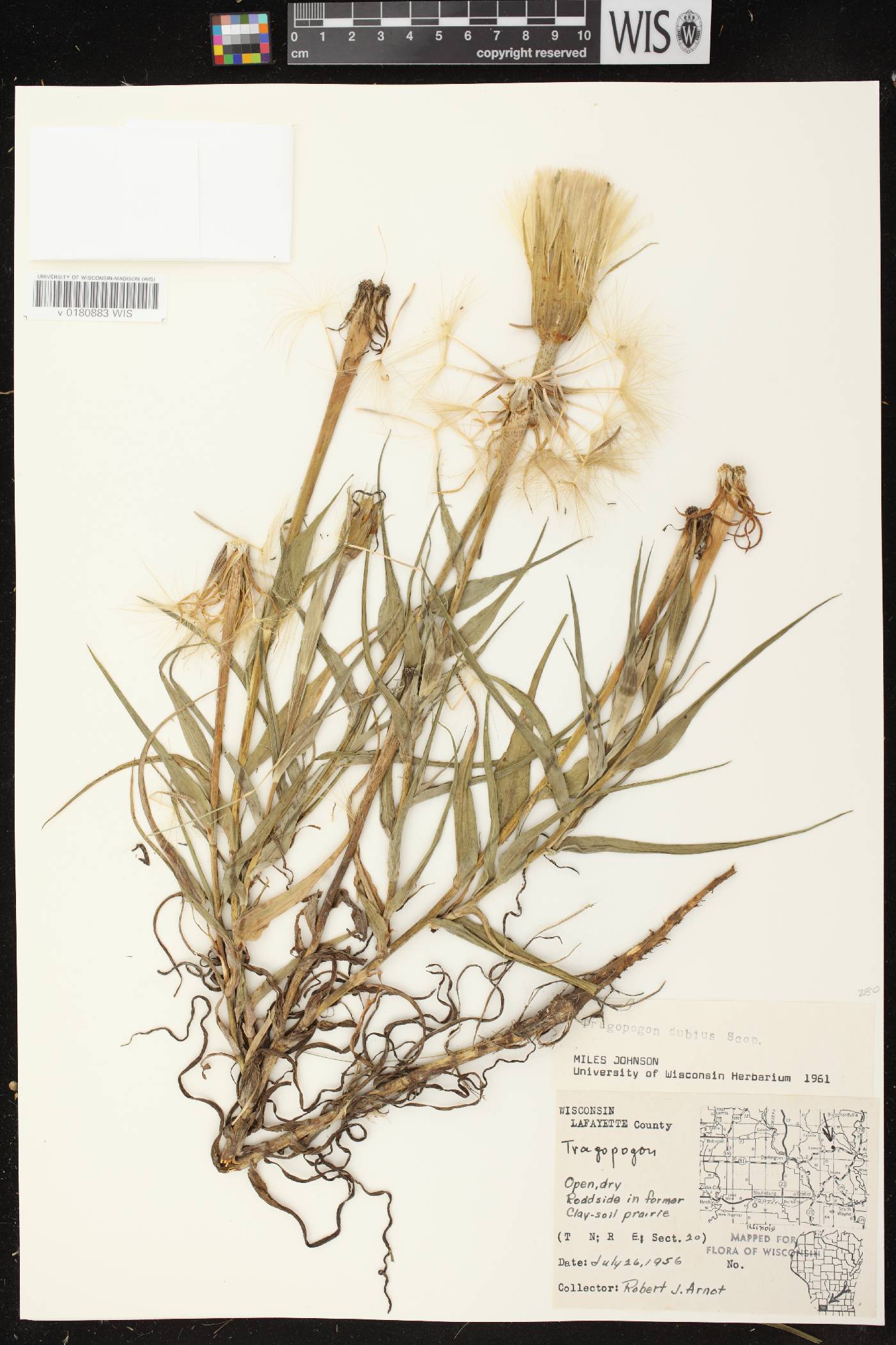 Tragopogon dubius image