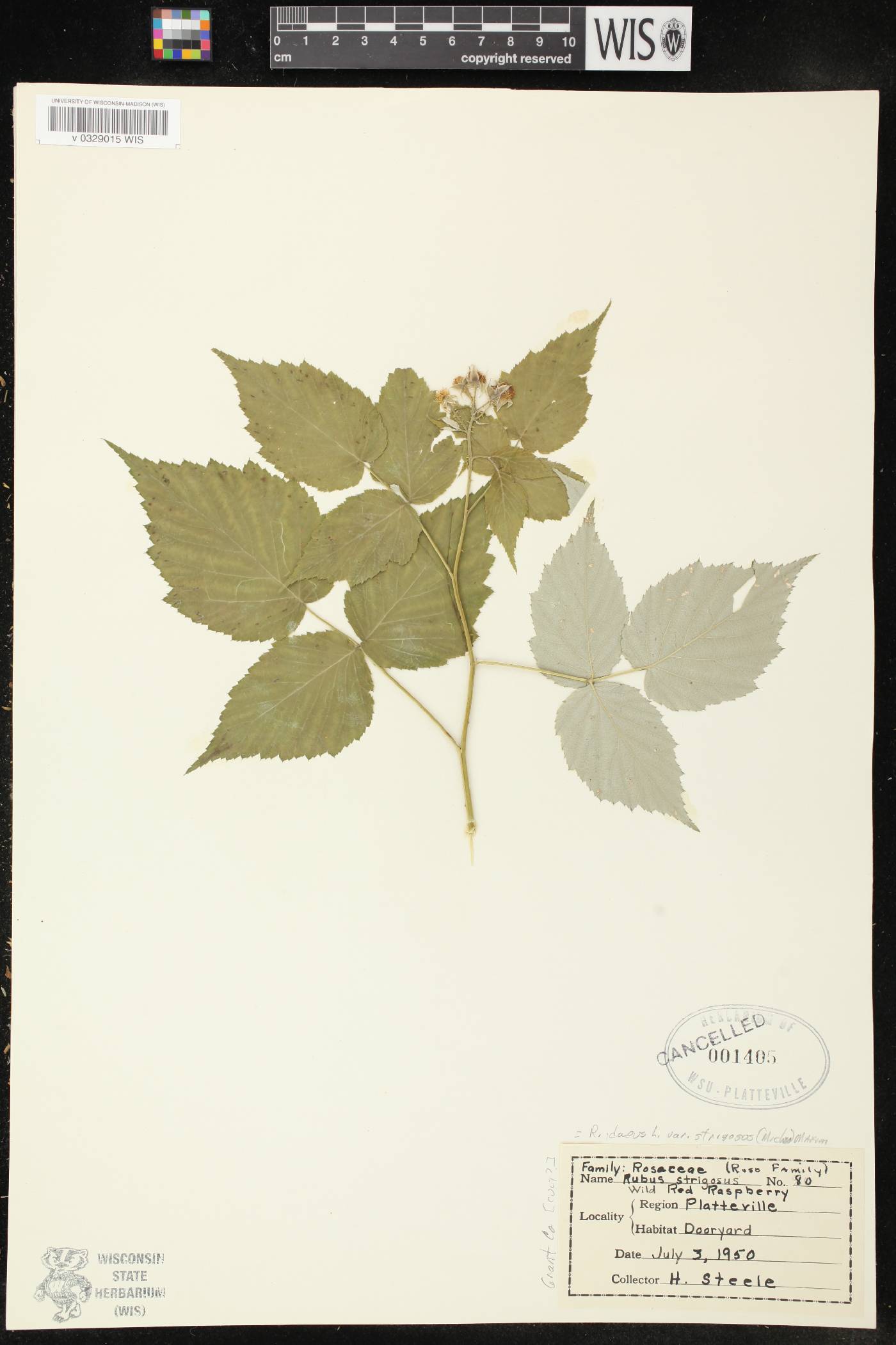 Rubus idaeus subsp. strigosus image