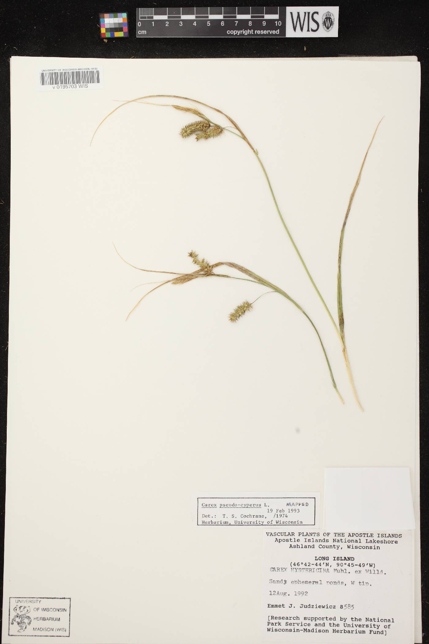 Carex pseudocyperus image