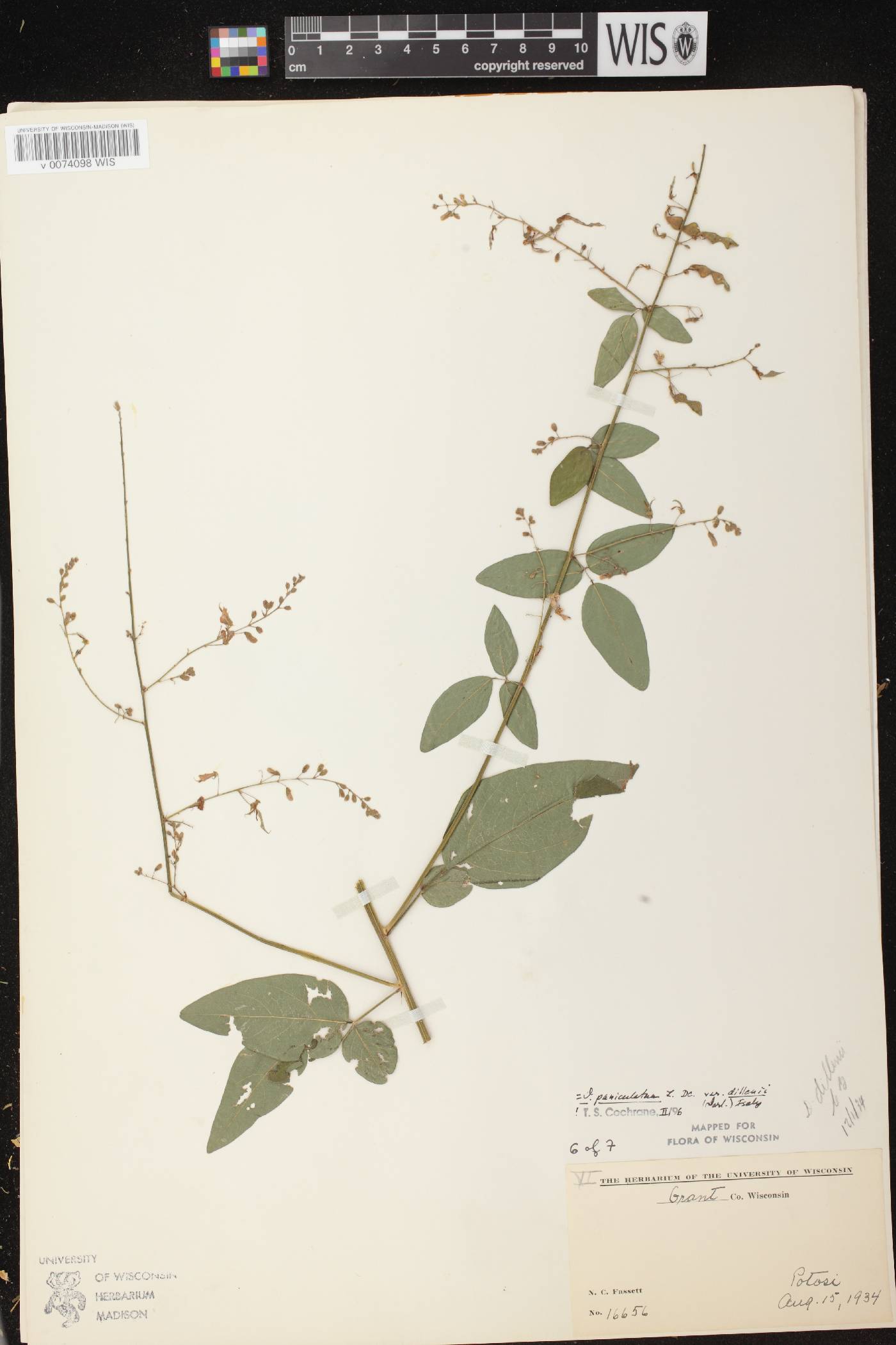 Desmodium perplexum image