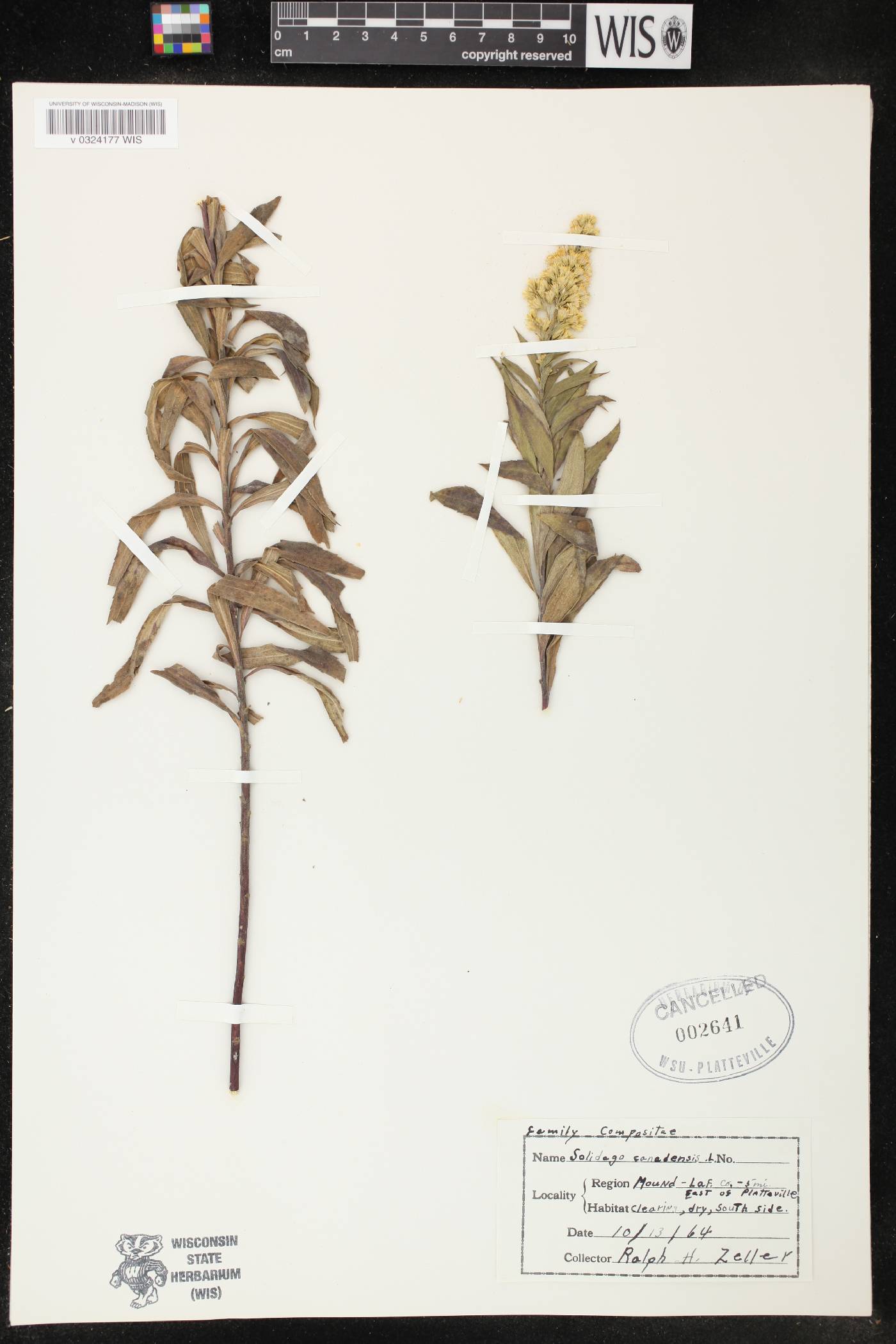 Solidago canadensis image