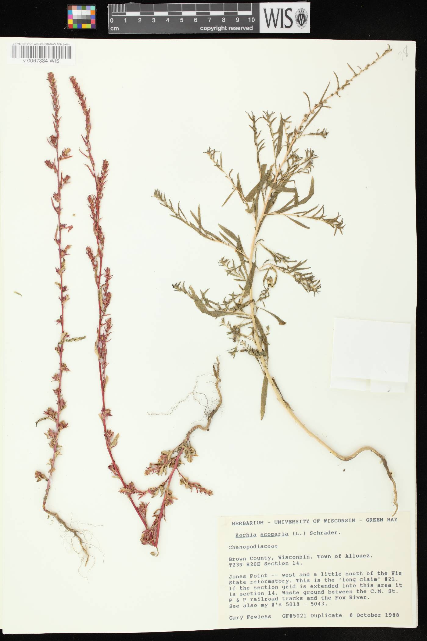 Bassia scoparia image