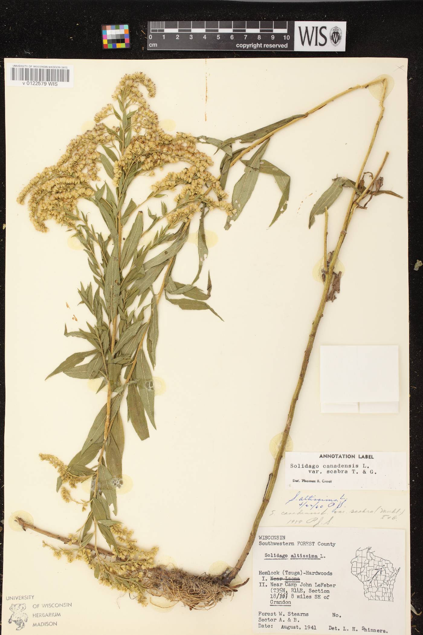 Solidago altissima subsp. altissima image