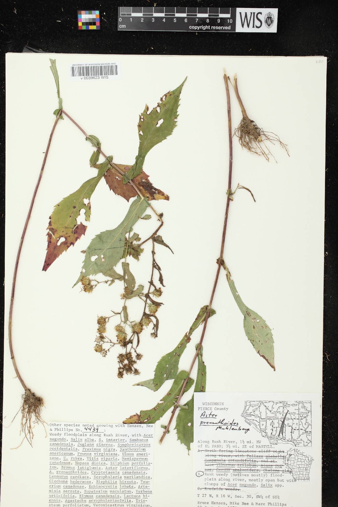 Symphyotrichum prenanthoides image