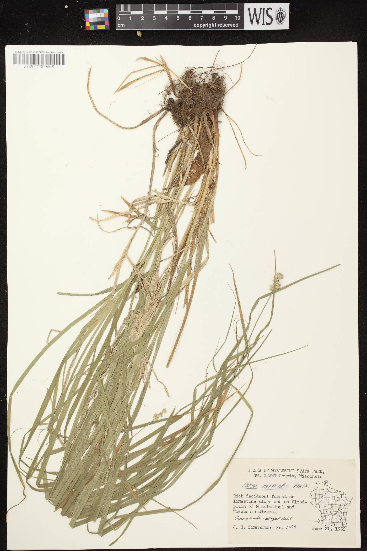 Carex normalis image