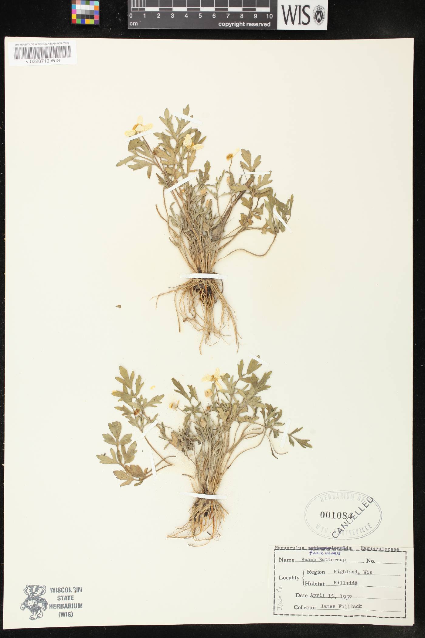 Ranunculus fascicularis image