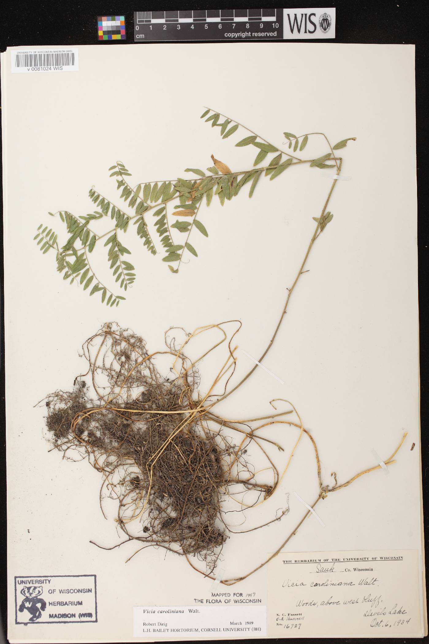 Vicia caroliniana image