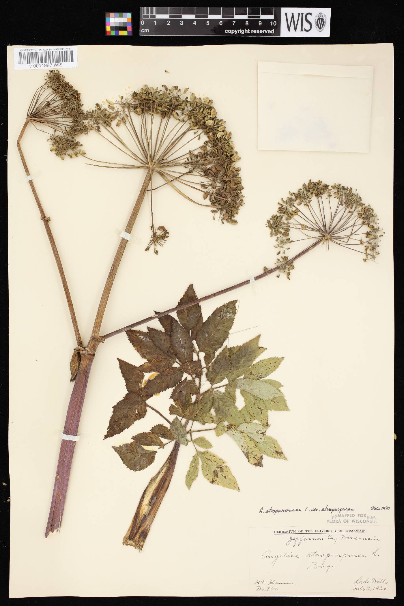 Angelica atropurpurea var. atropurpurea image