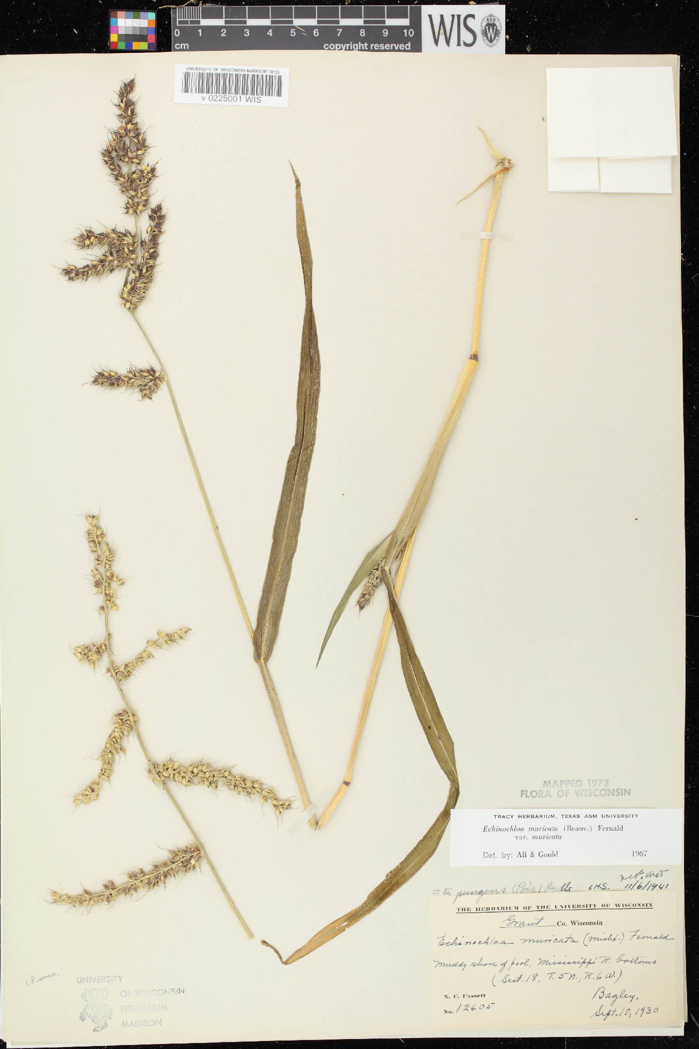 Echinochloa muricata var. muricata image