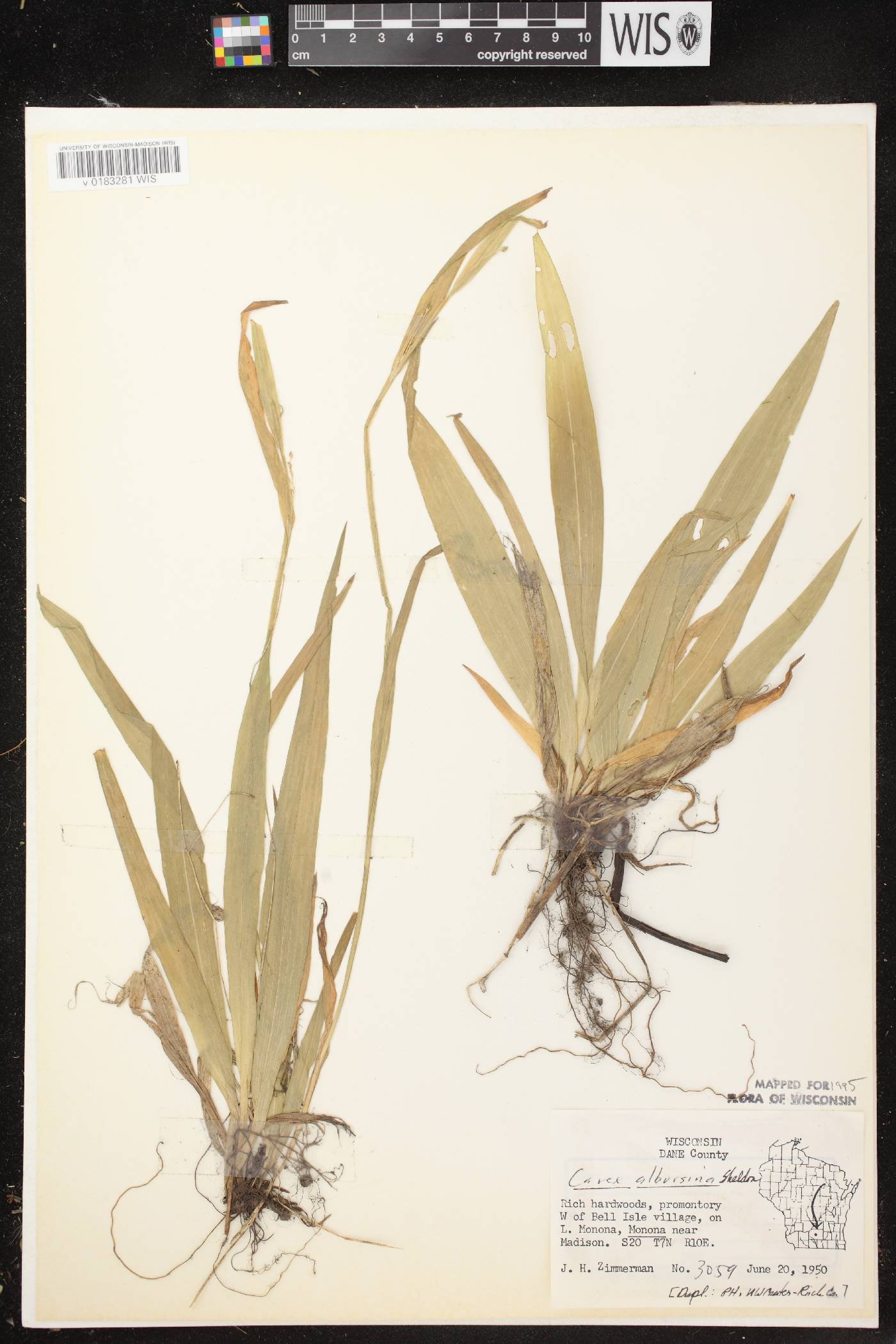 Carex albursina image