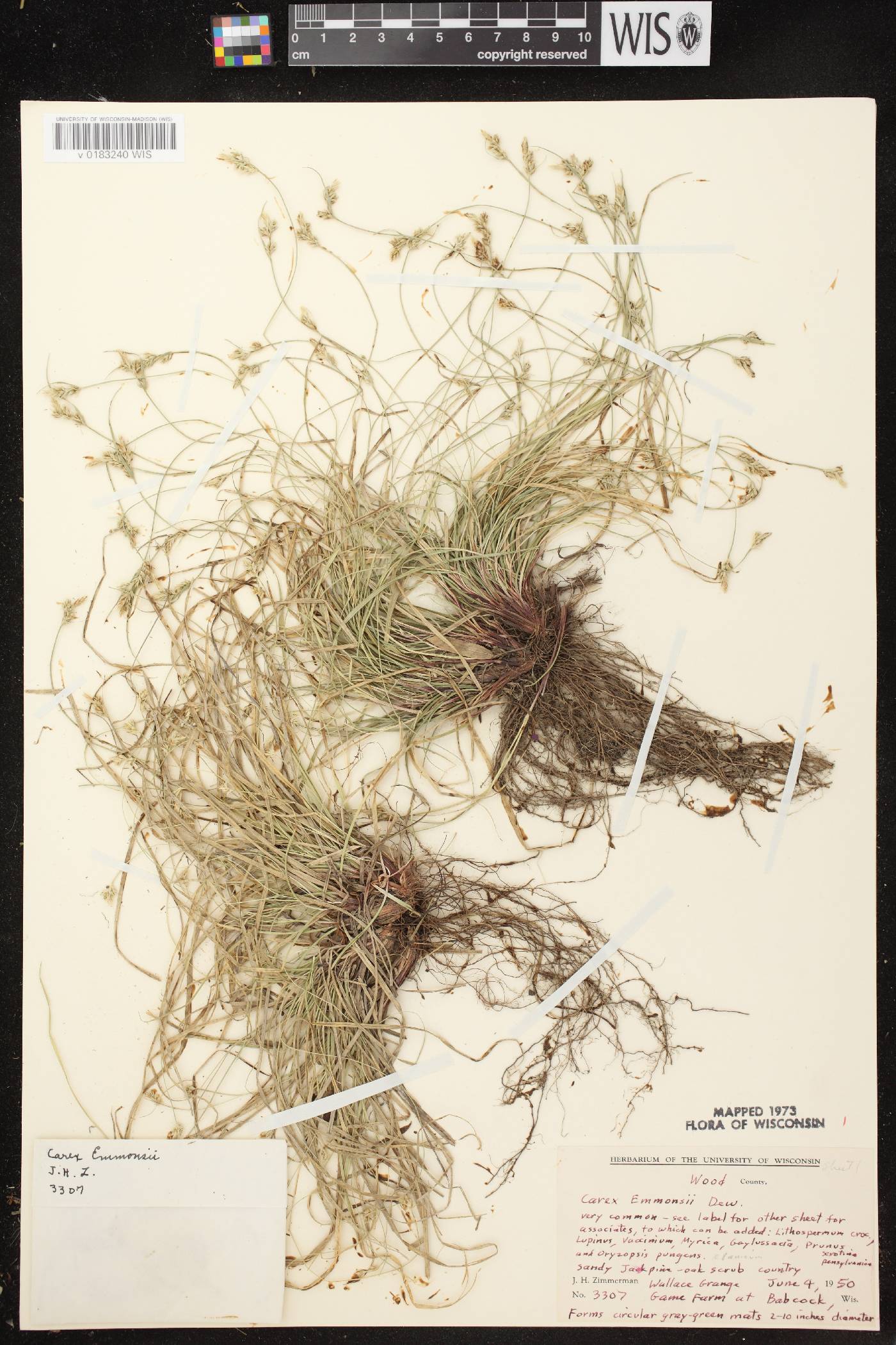 Carex albicans image