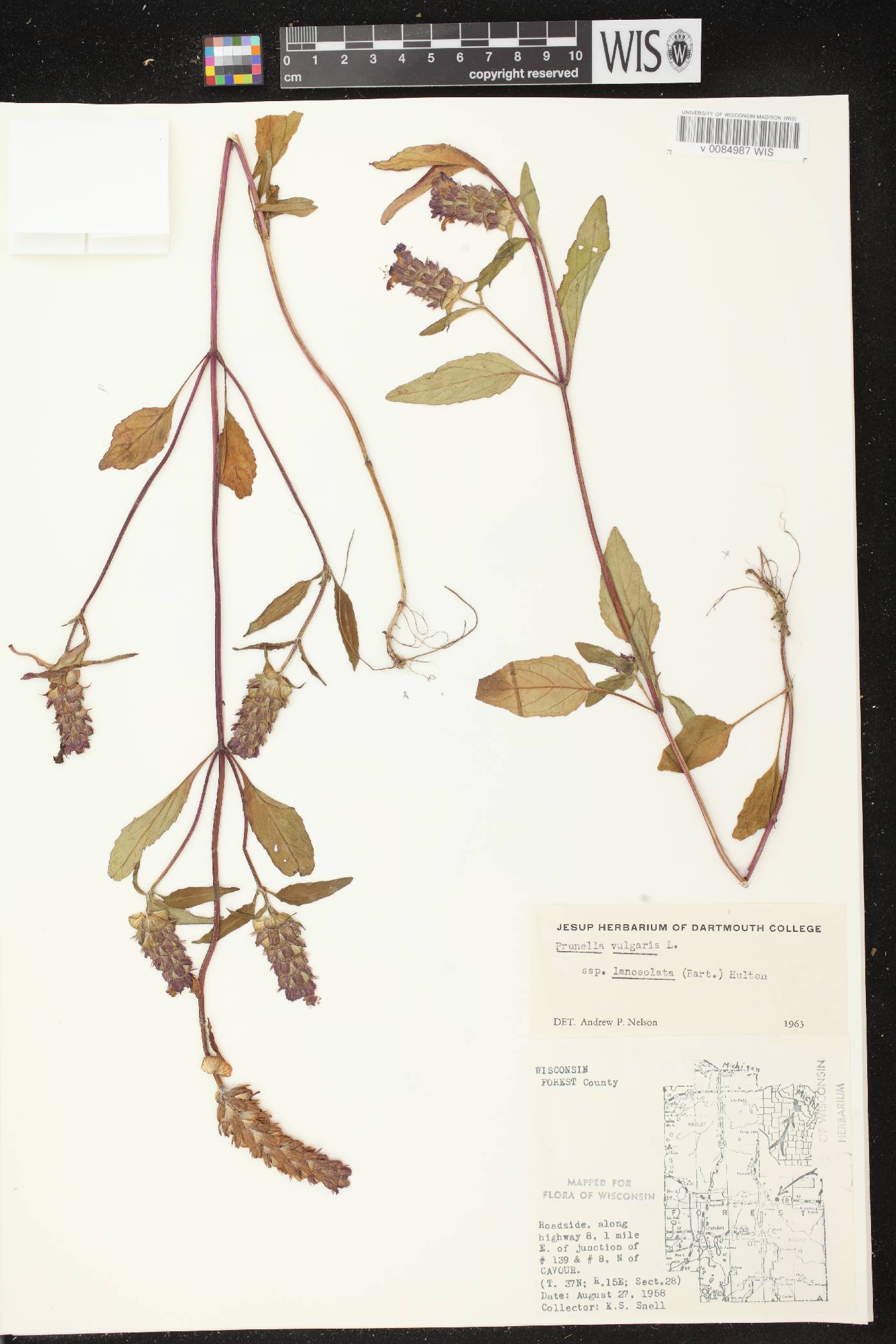 Prunella vulgaris subsp. lanceolata image