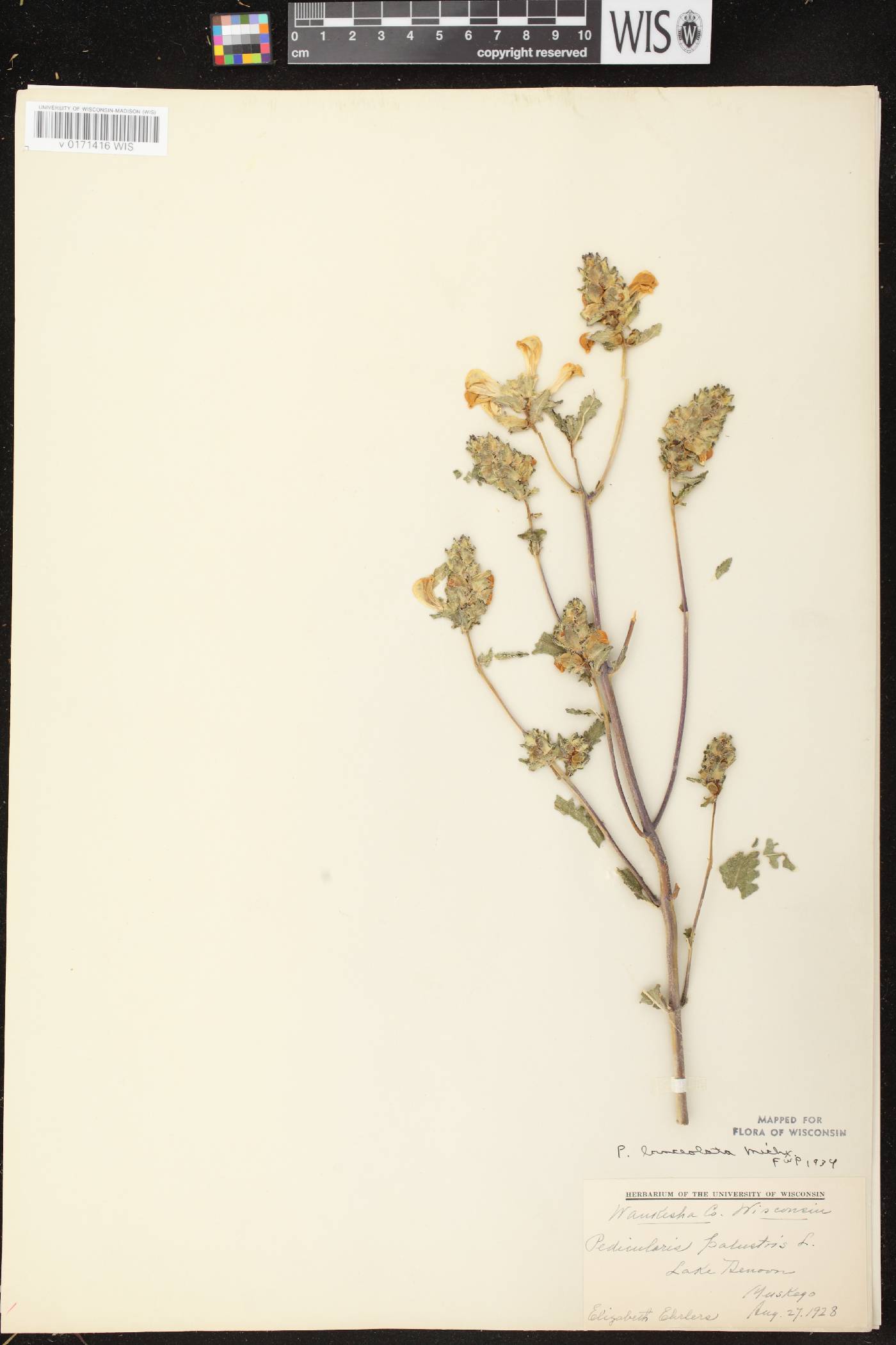 Pedicularis lanceolata image