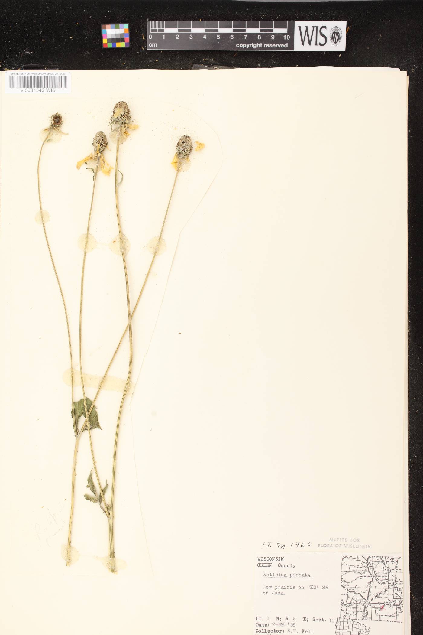 Ratibida pinnata image