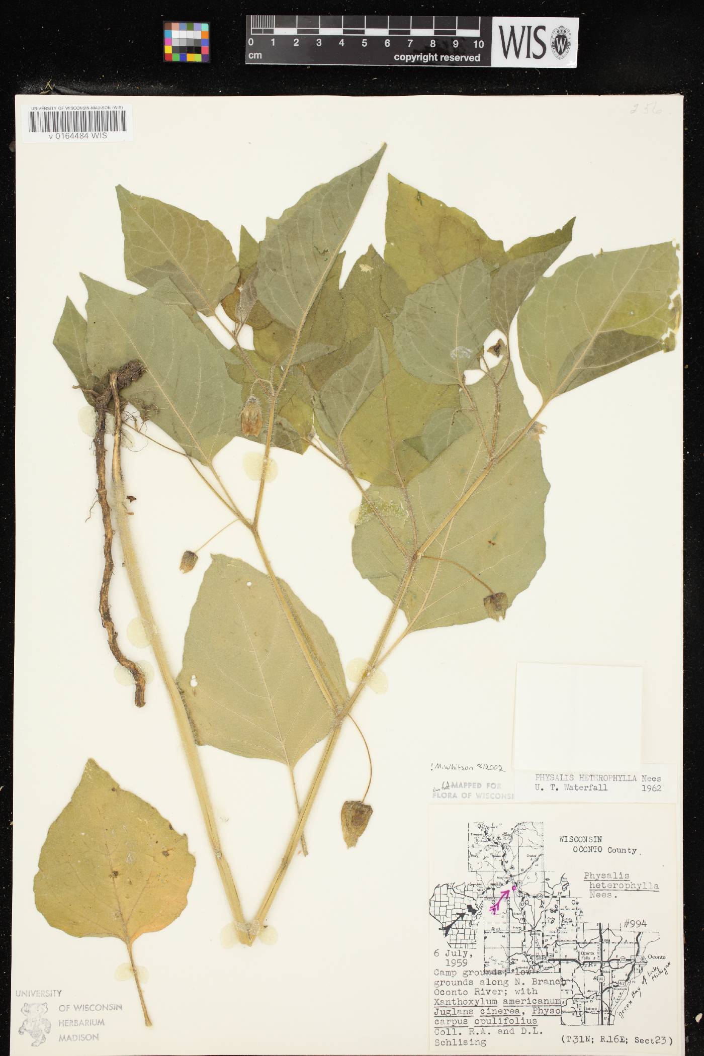 Physalis heterophylla image