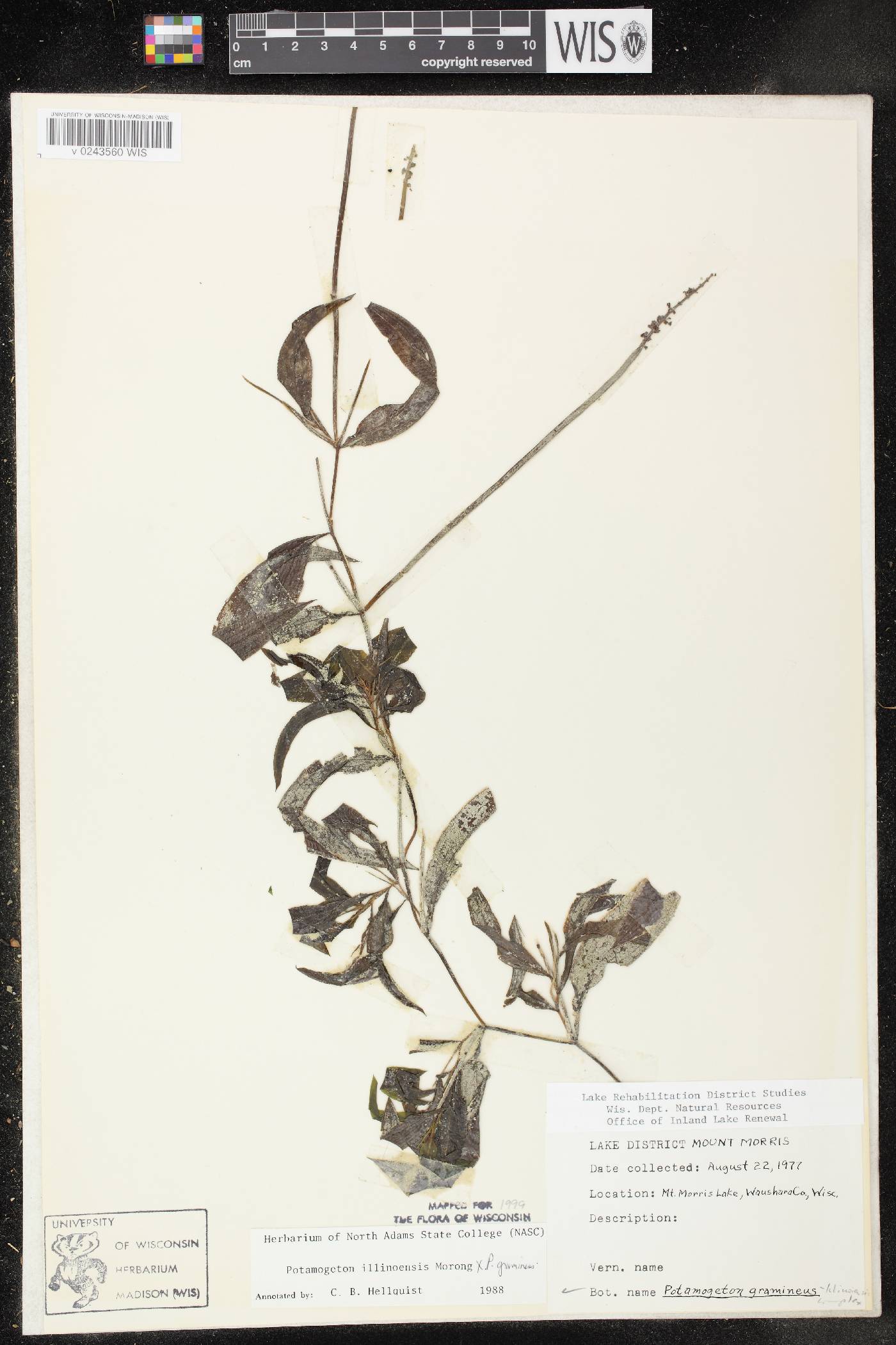Potamogeton x spathuliformis image
