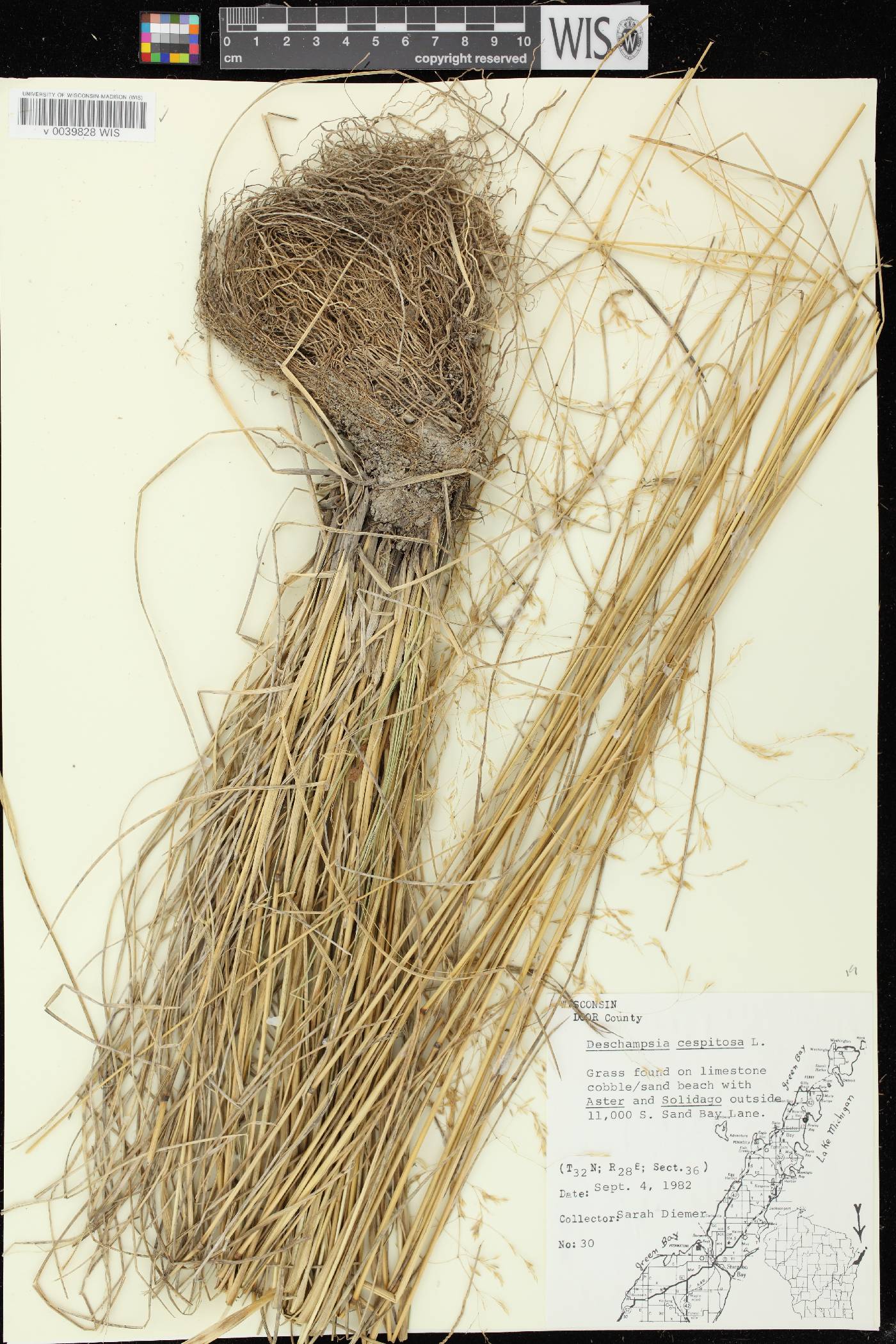 Deschampsia cespitosa image
