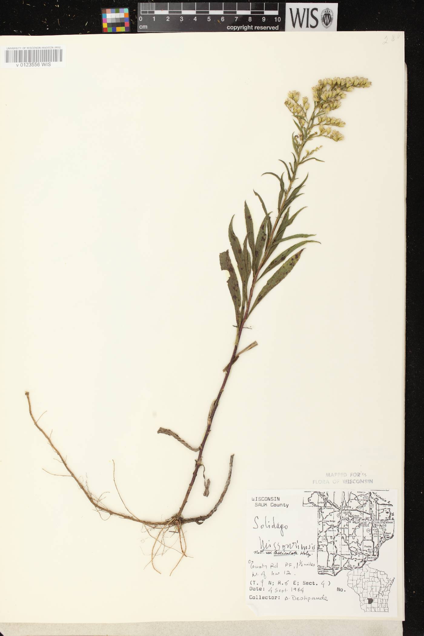 Solidago missouriensis image