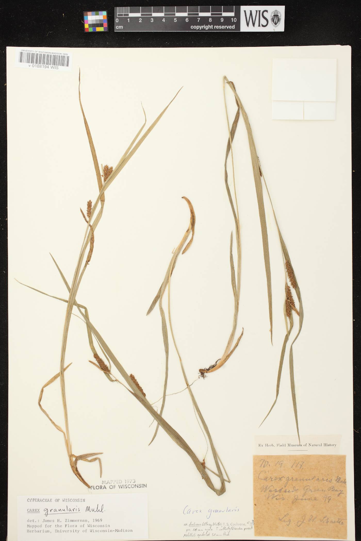Carex granularis image
