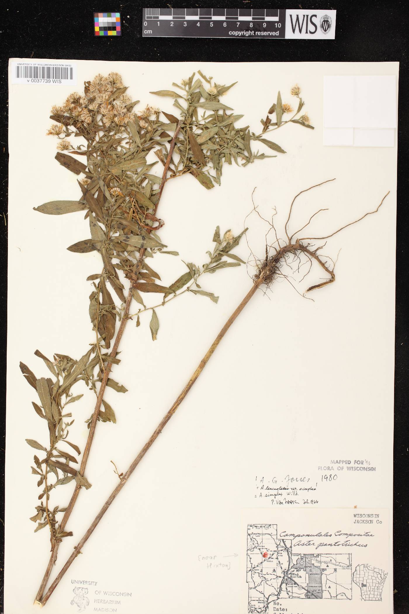 Symphyotrichum lanceolatum var. lanceolatum image