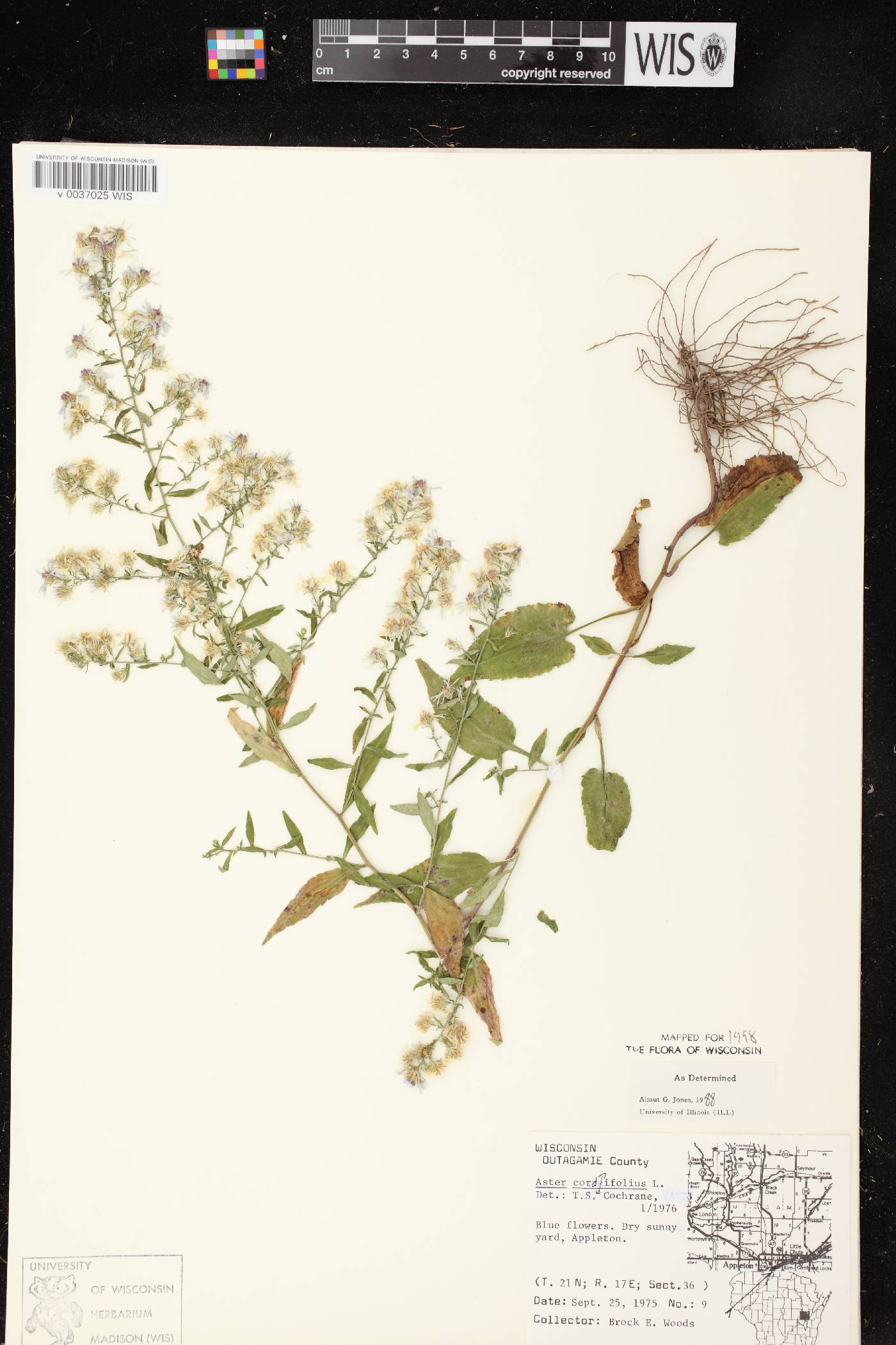 Symphyotrichum cordifolium image