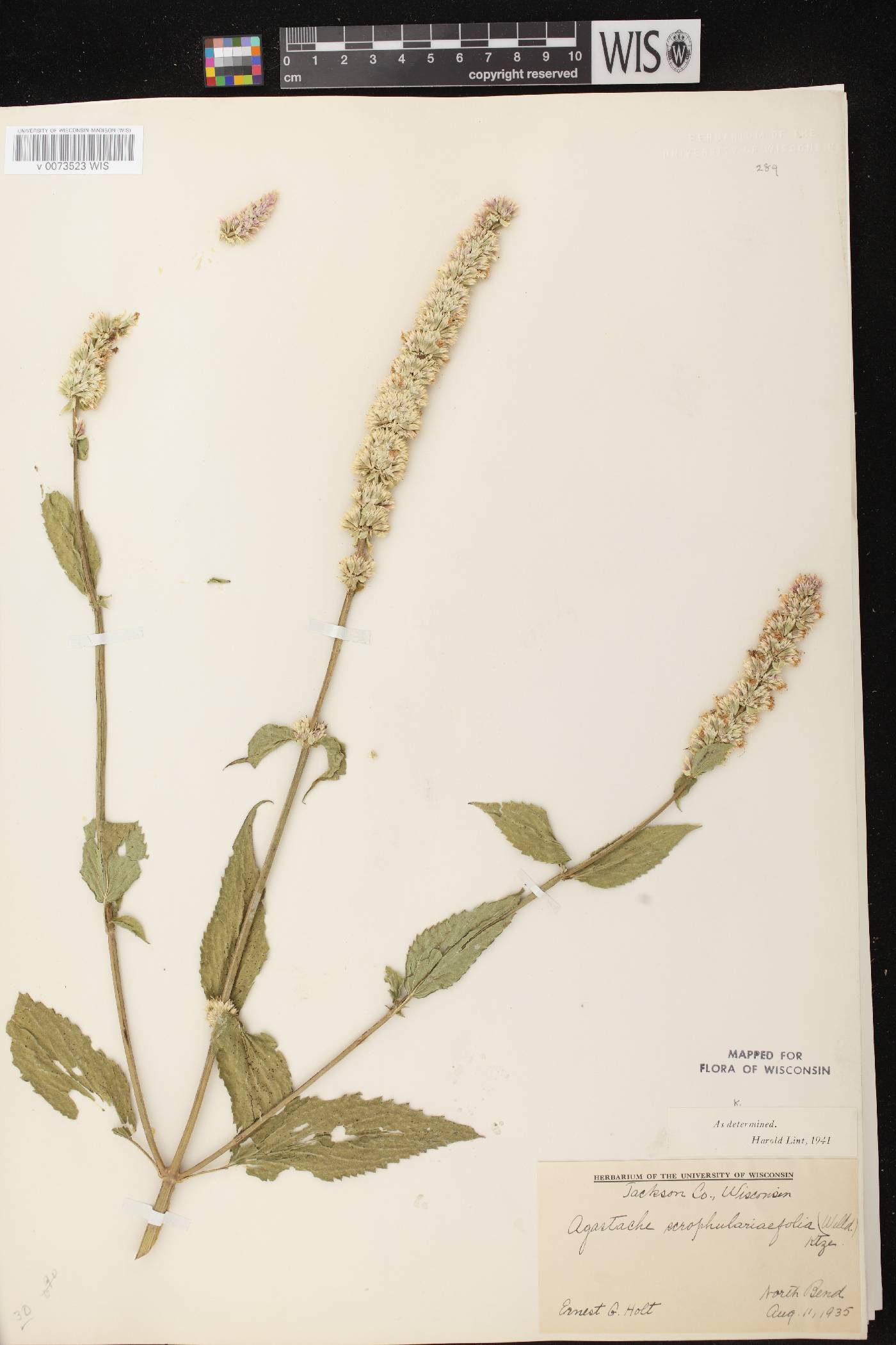 Agastache scrophulariifolia image