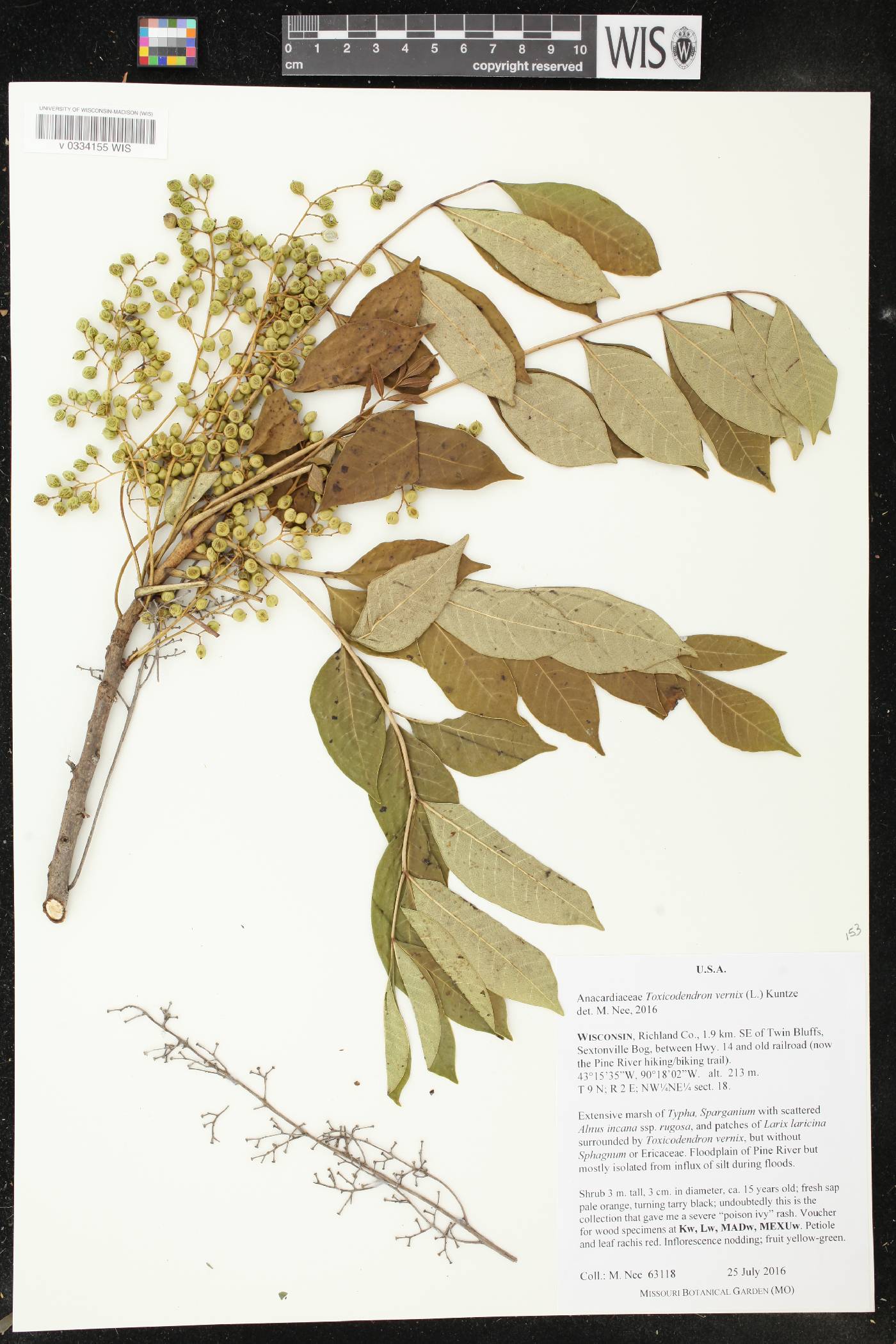 Toxicodendron vernix image