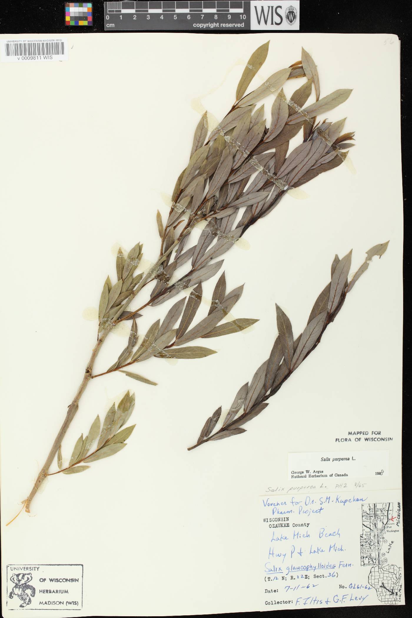Salix purpurea image