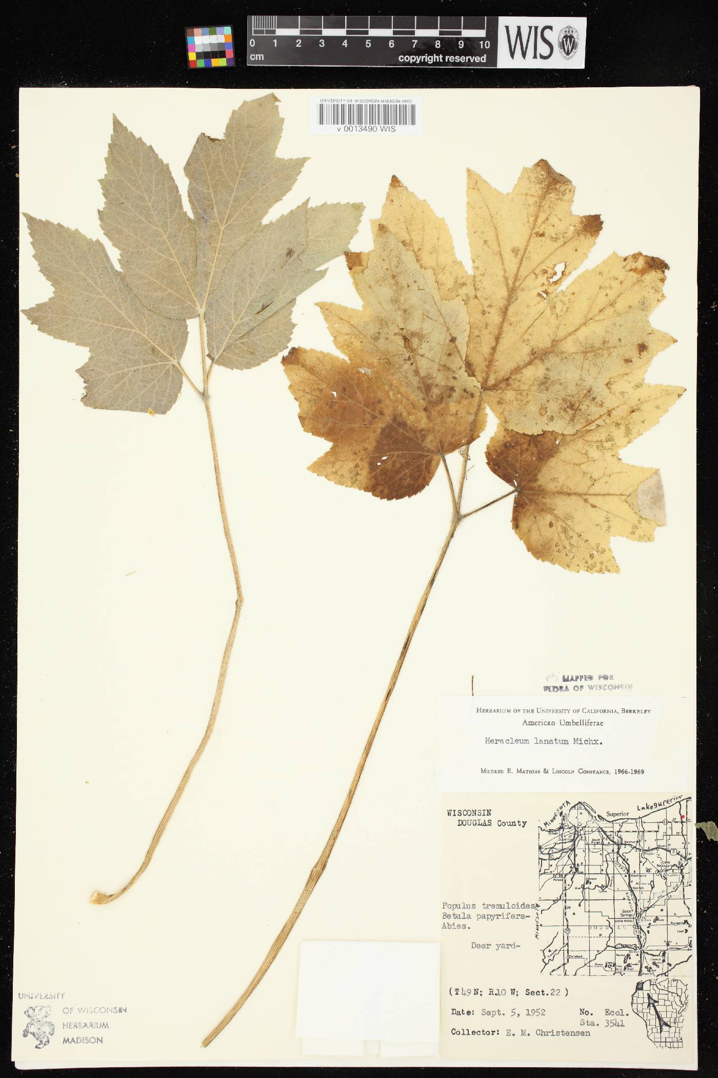Heracleum maximum image