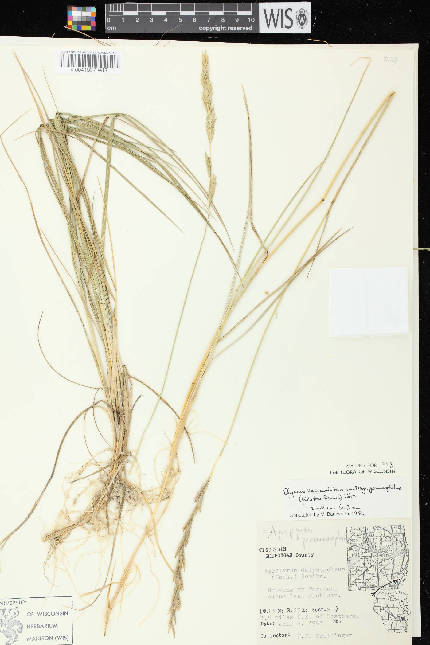 Elymus lanceolatus image