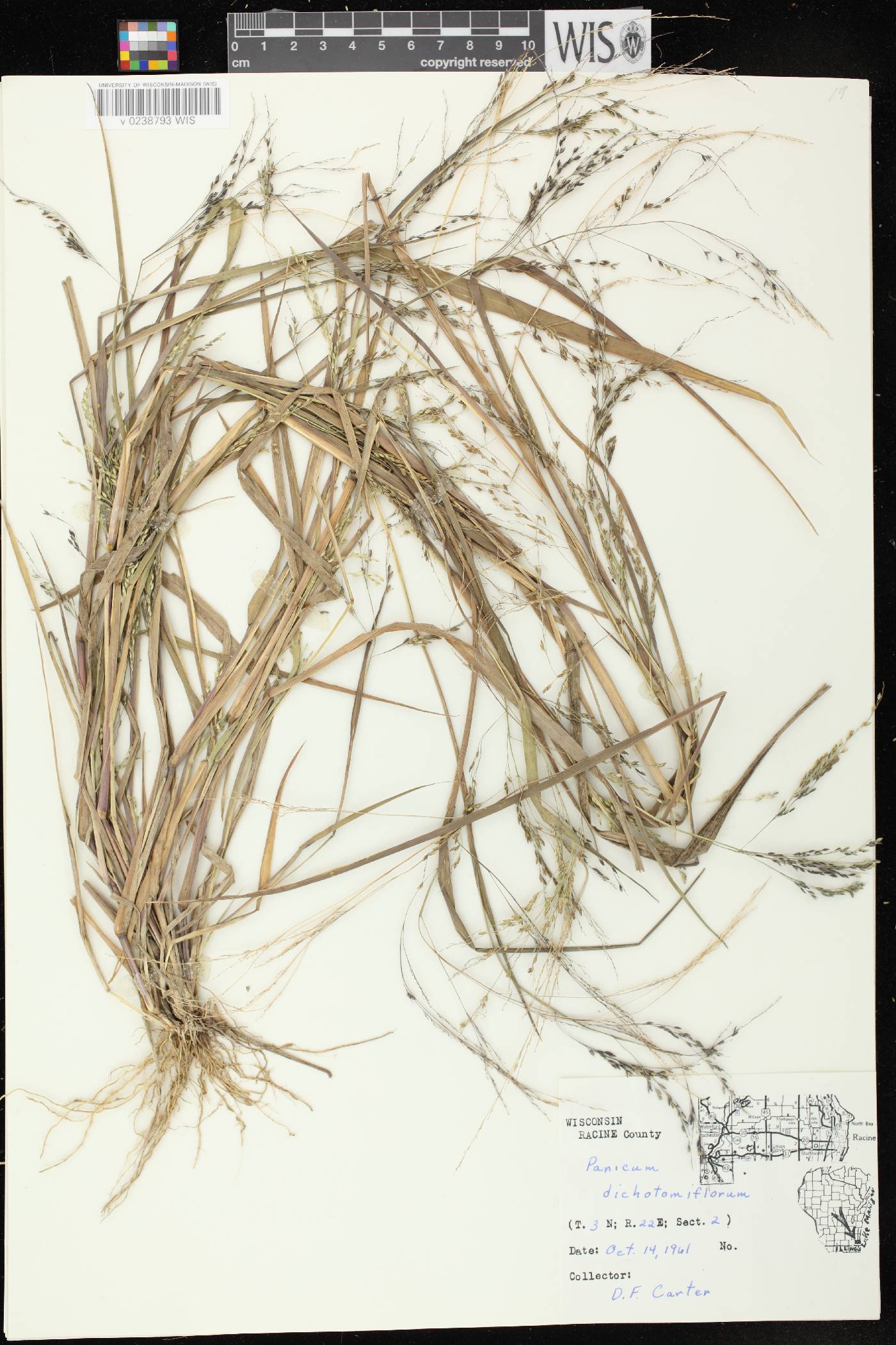 Panicum dichotomiflorum subsp. dichotomiflorum image