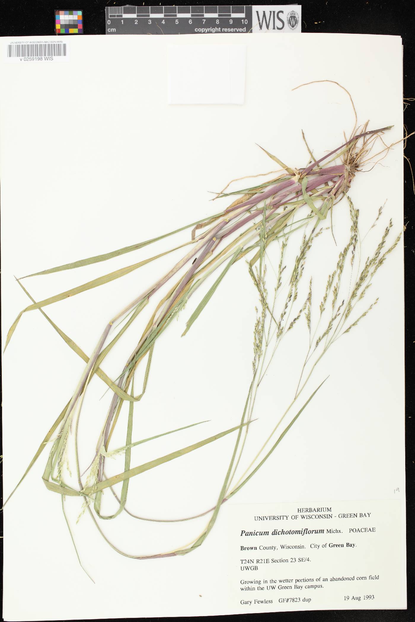 Panicum dichotomiflorum subsp. dichotomiflorum image