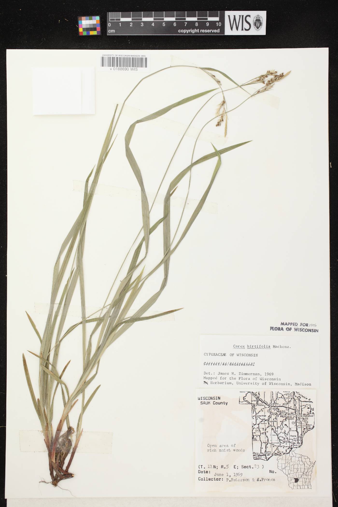 Carex hirtifolia image