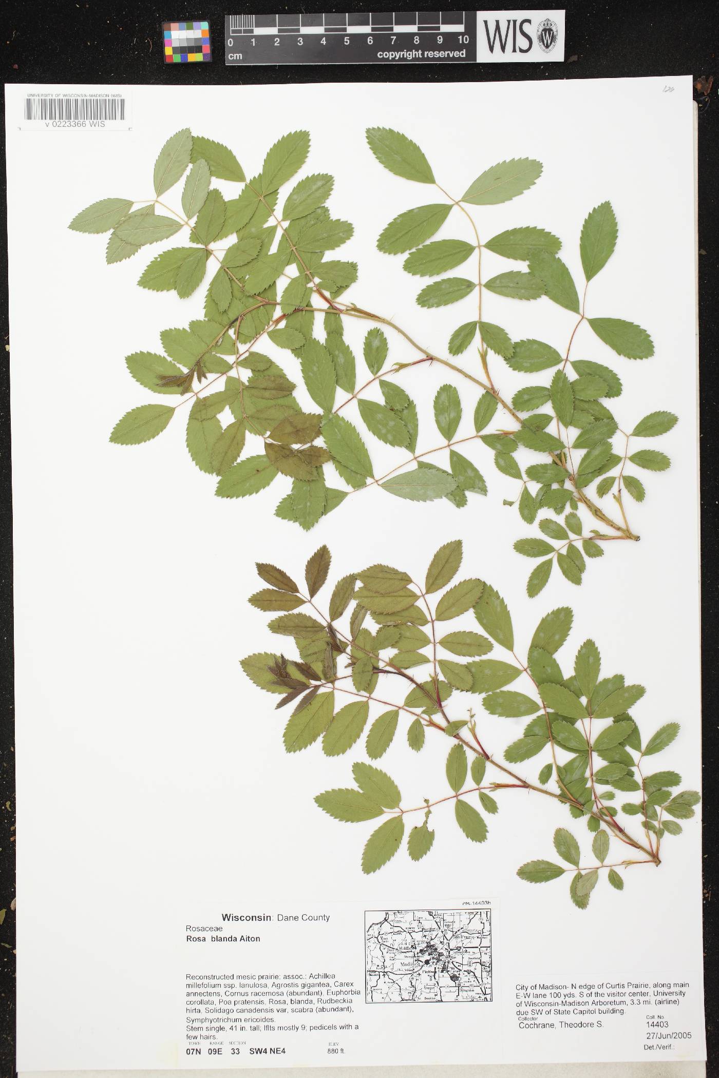 Rosa blanda image