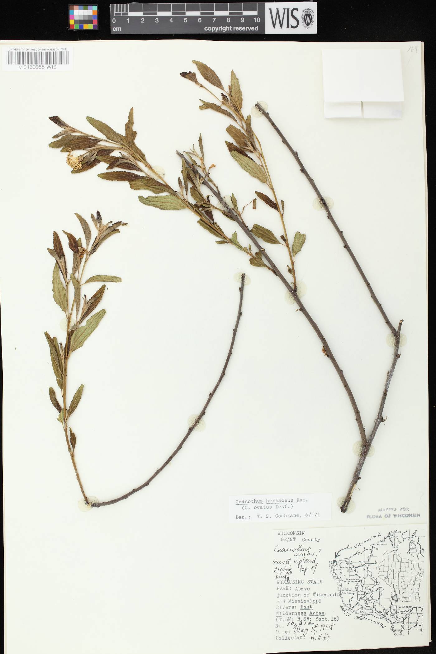 Ceanothus herbaceus image