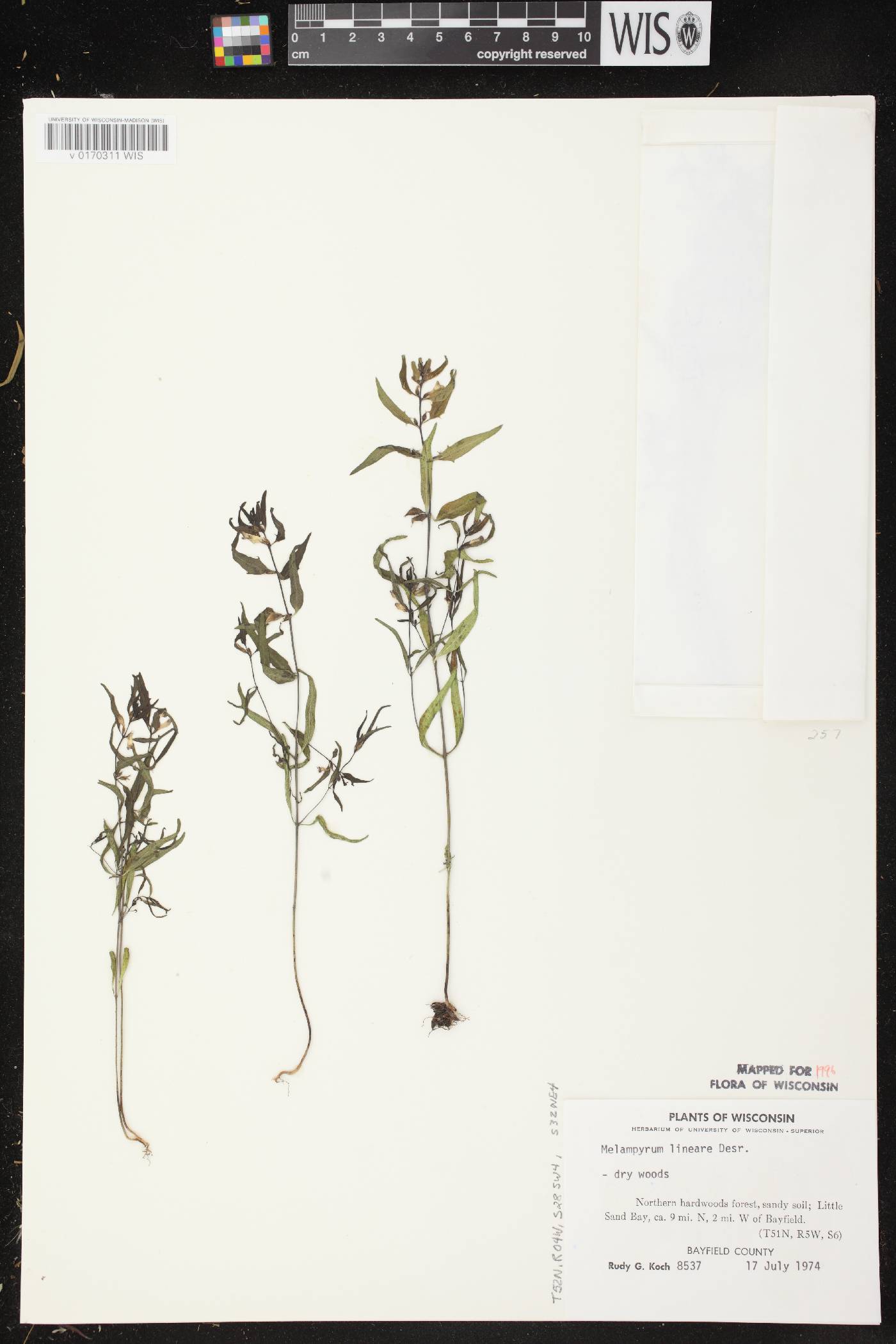 Melampyrum lineare image
