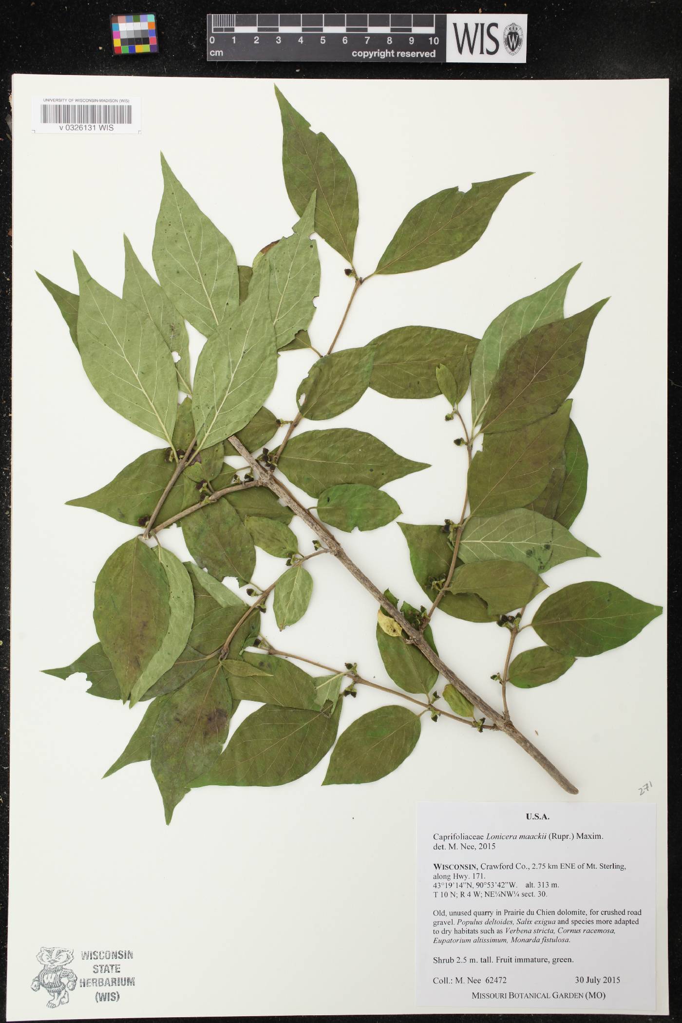 Lonicera maackii image
