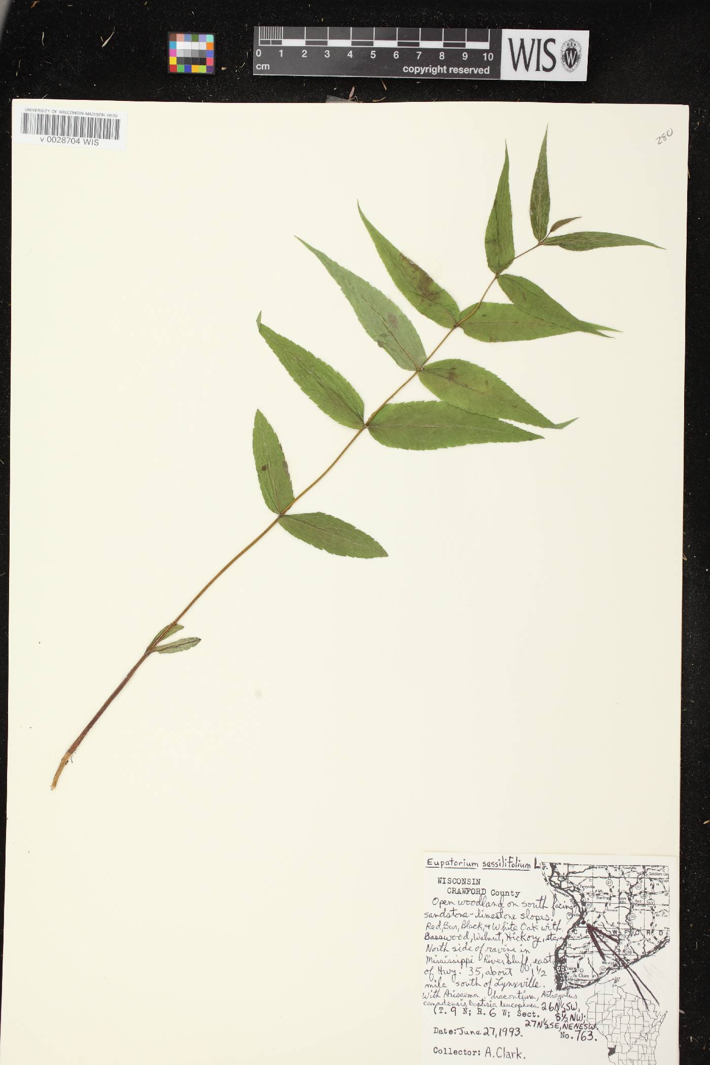 Eupatorium sessilifolium image