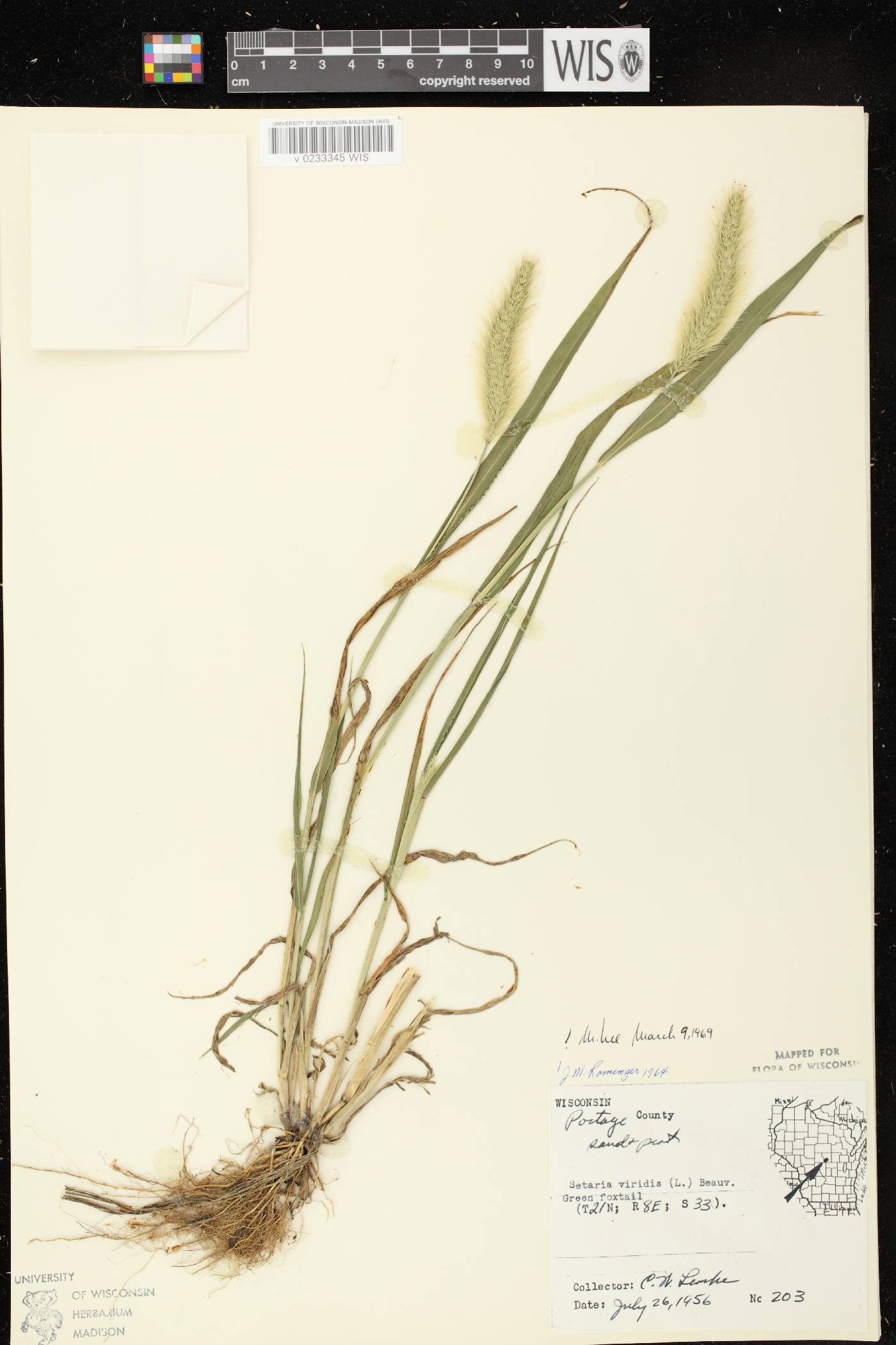 Setaria viridis var. viridis image