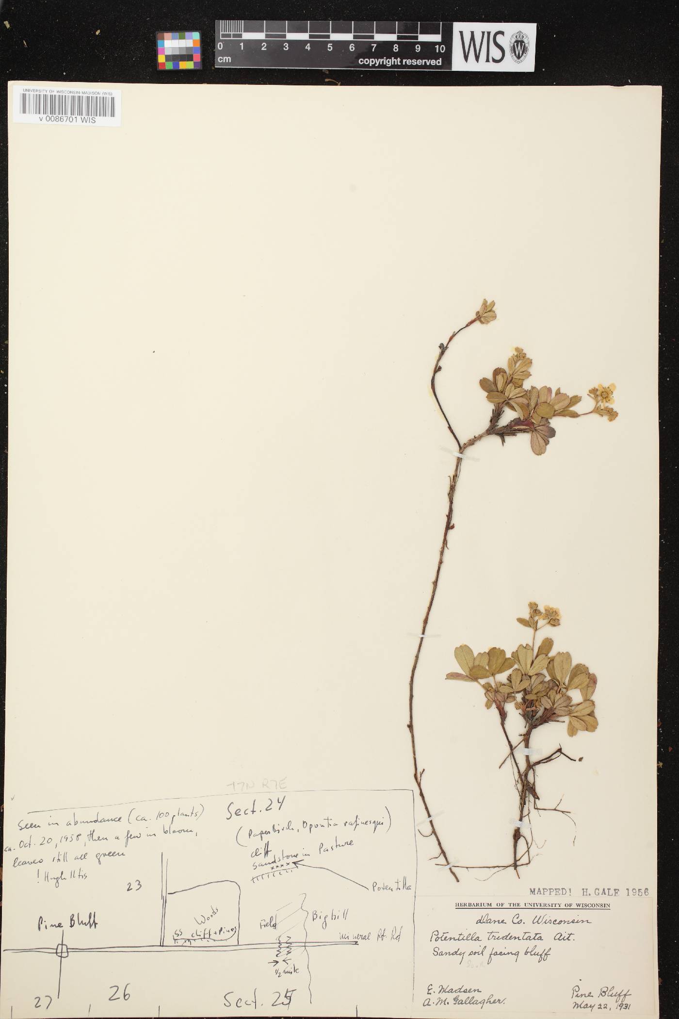 Sibbaldiopsis tridentata image
