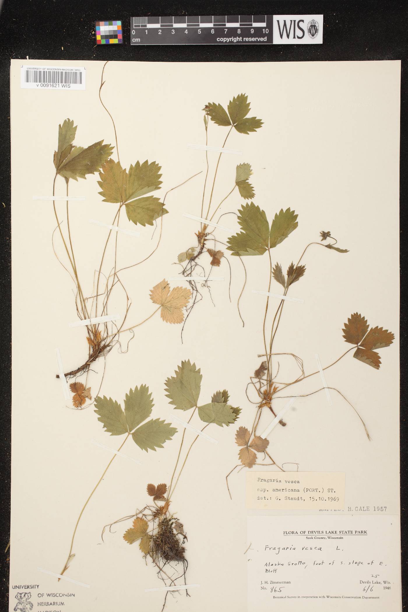 Fragaria vesca subsp. americana image