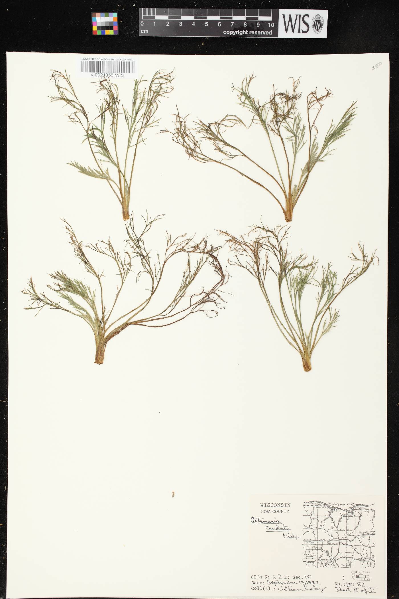 Artemisia campestris image