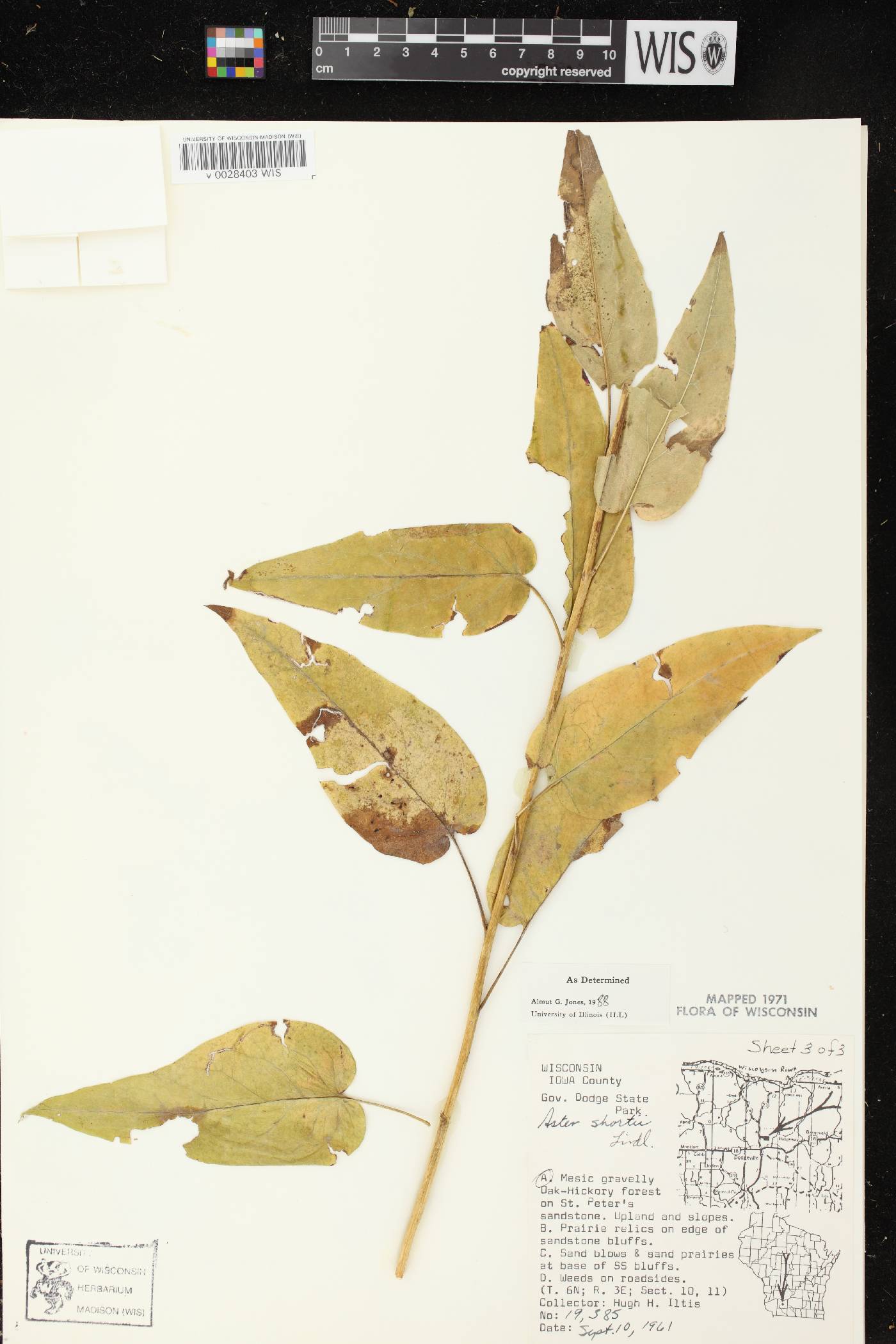 Symphyotrichum shortii image