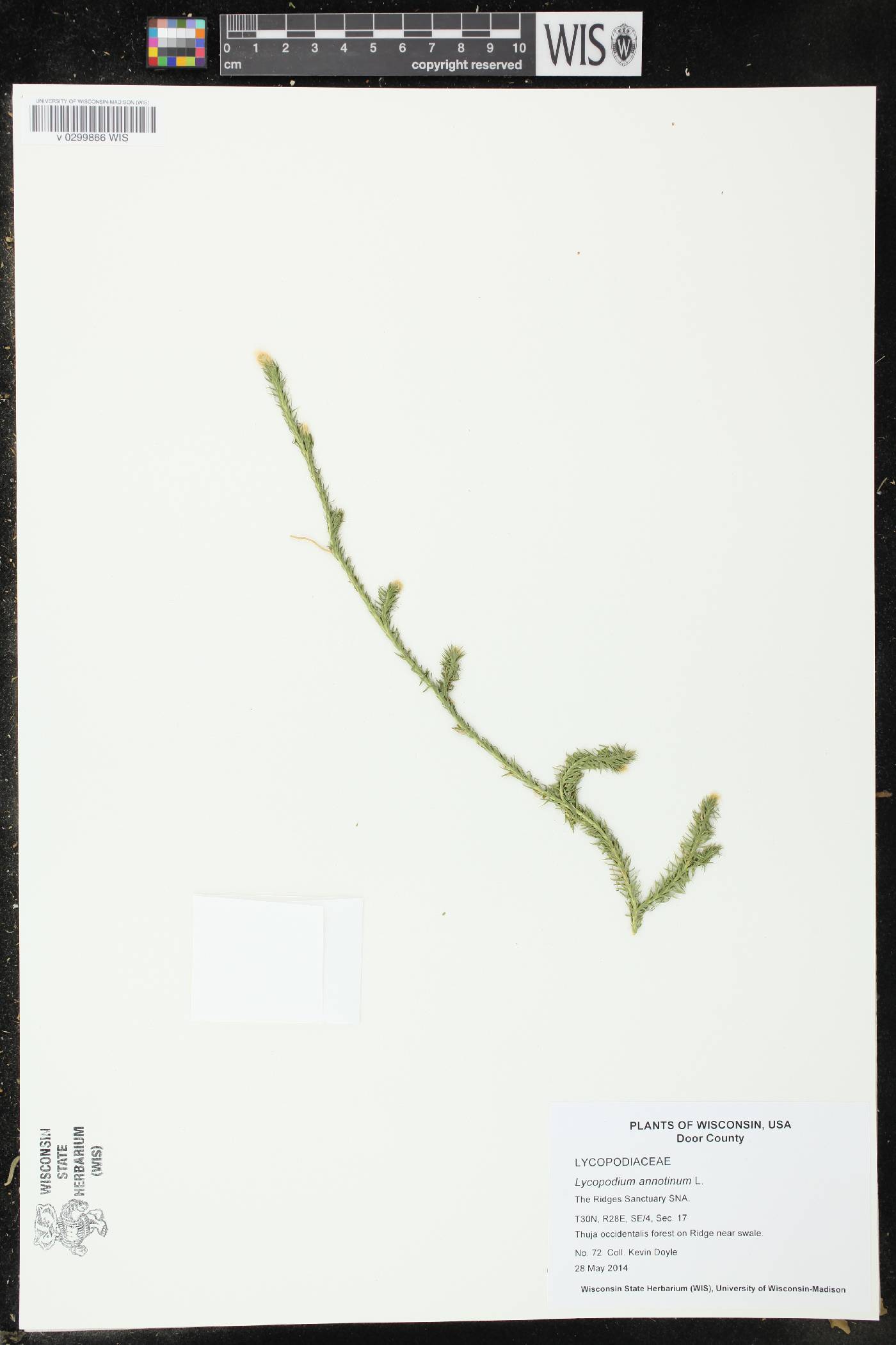 Spinulum annotinum image