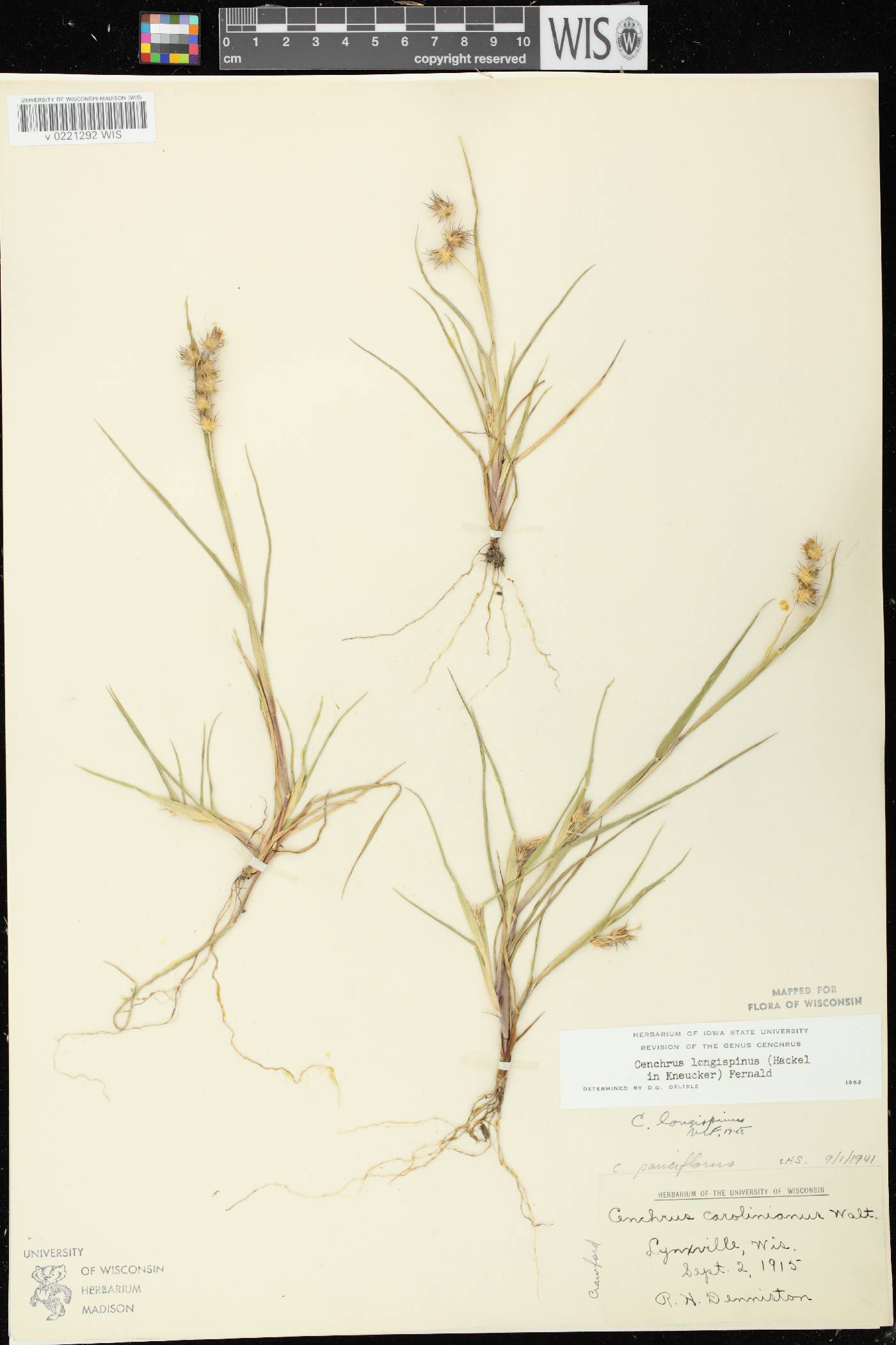 Cenchrus longispinus image