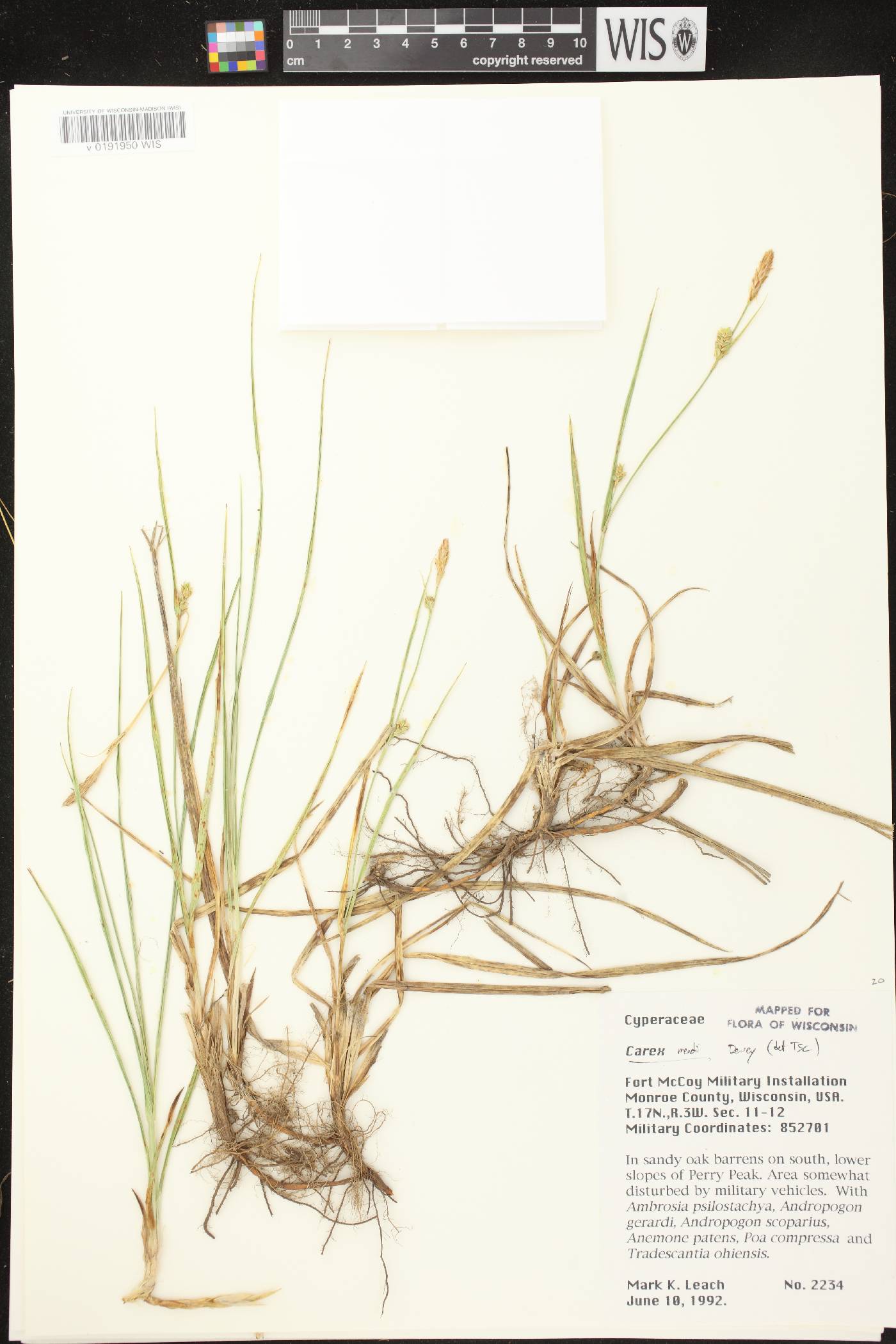 Carex meadii image