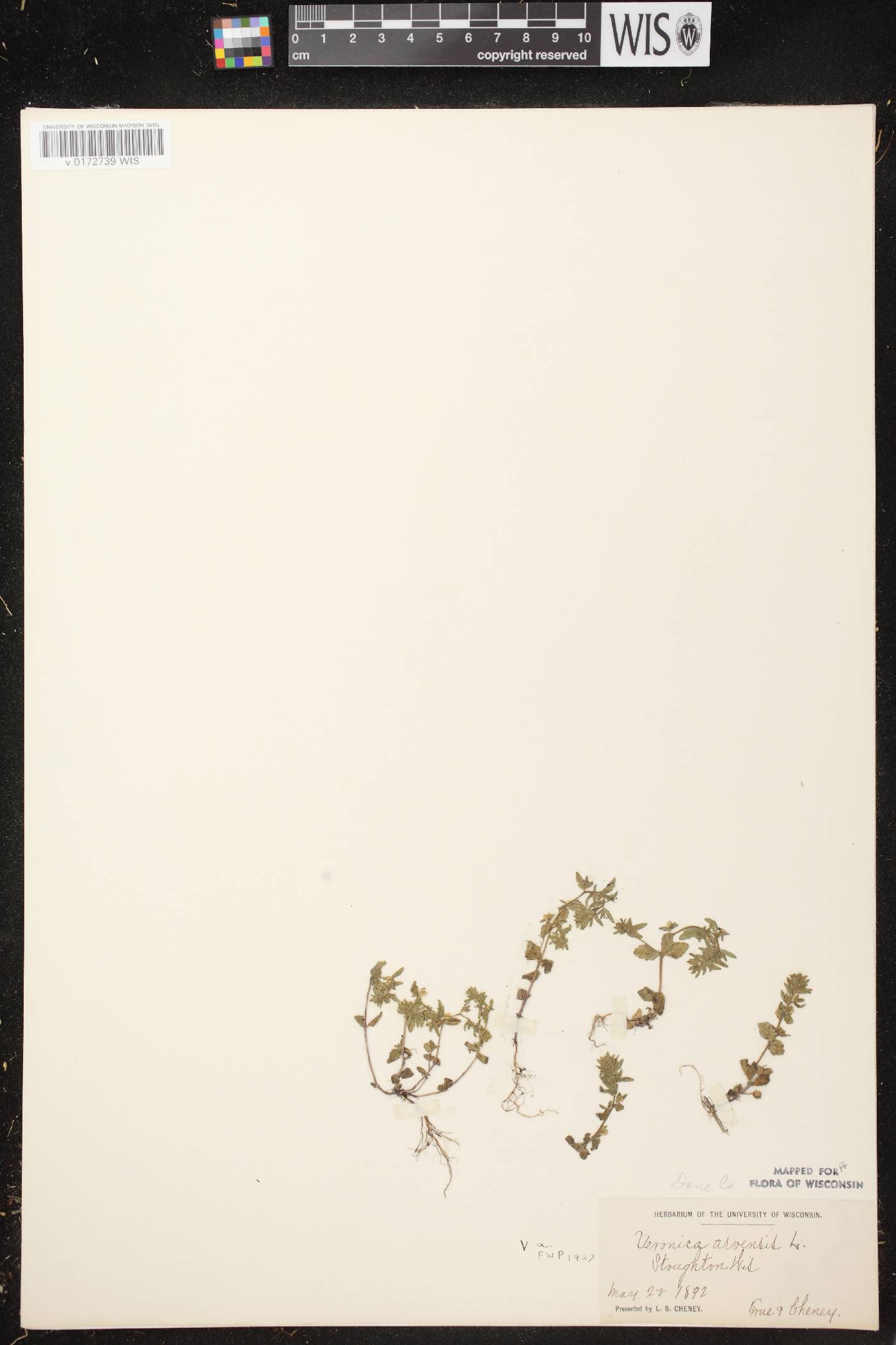 Veronica arvensis image