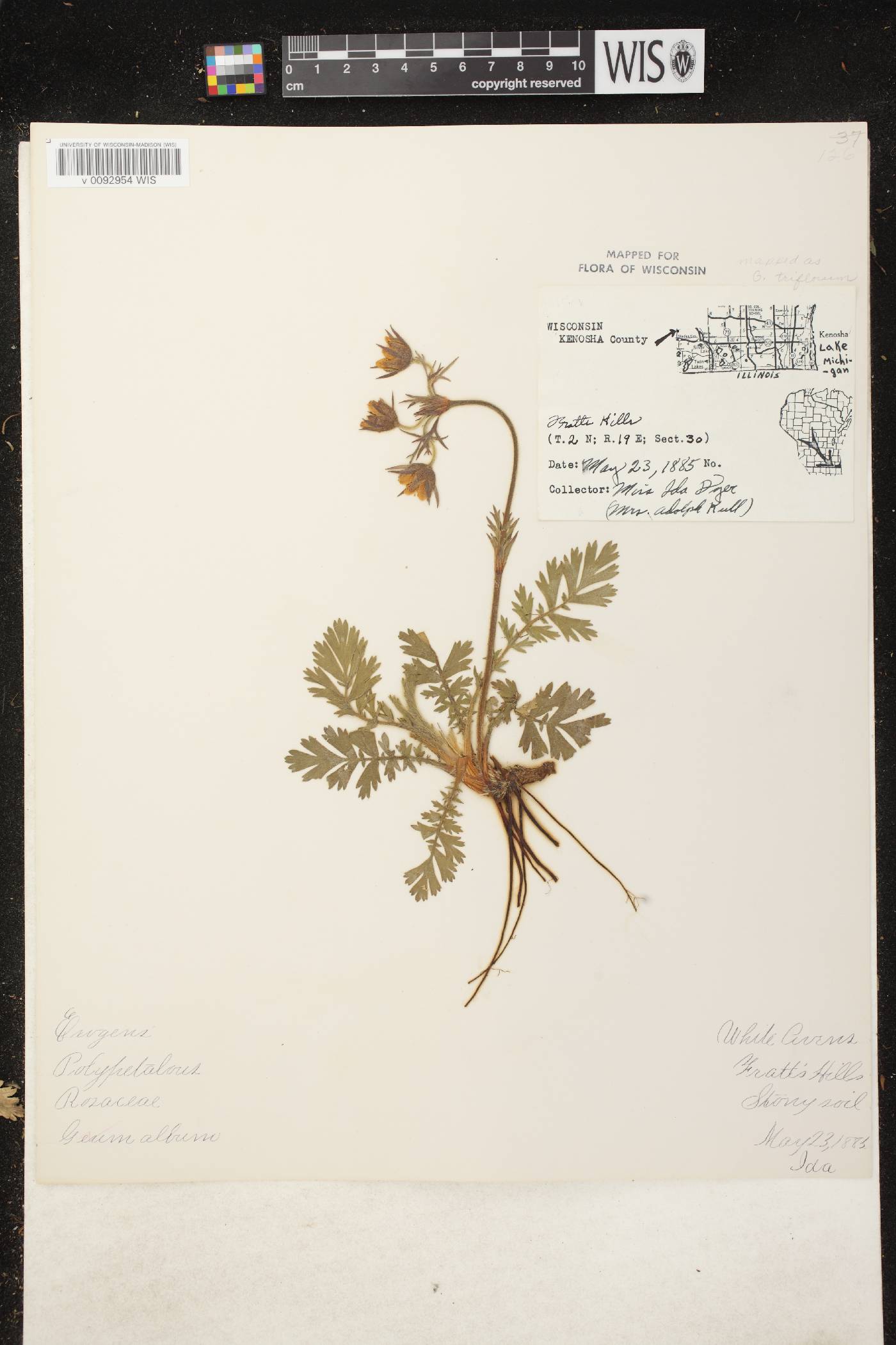 Geum triflorum var. triflorum image