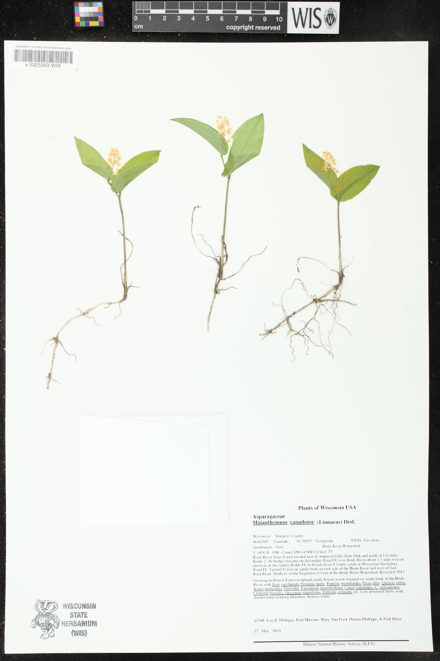Maianthemum canadense image