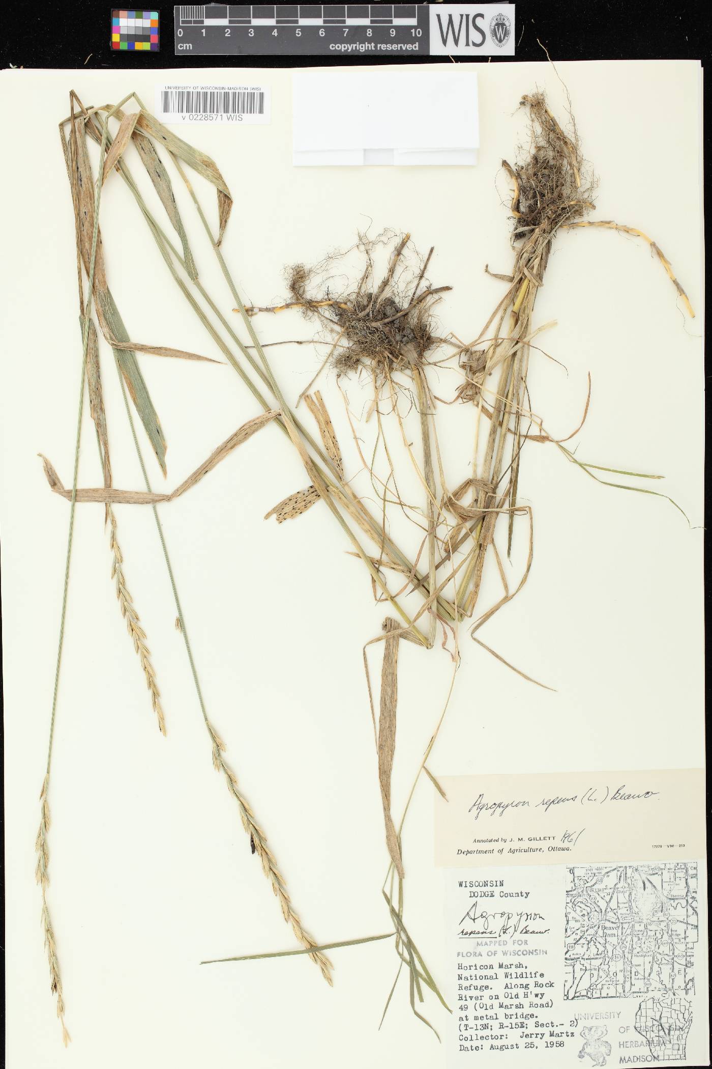 Elymus repens image